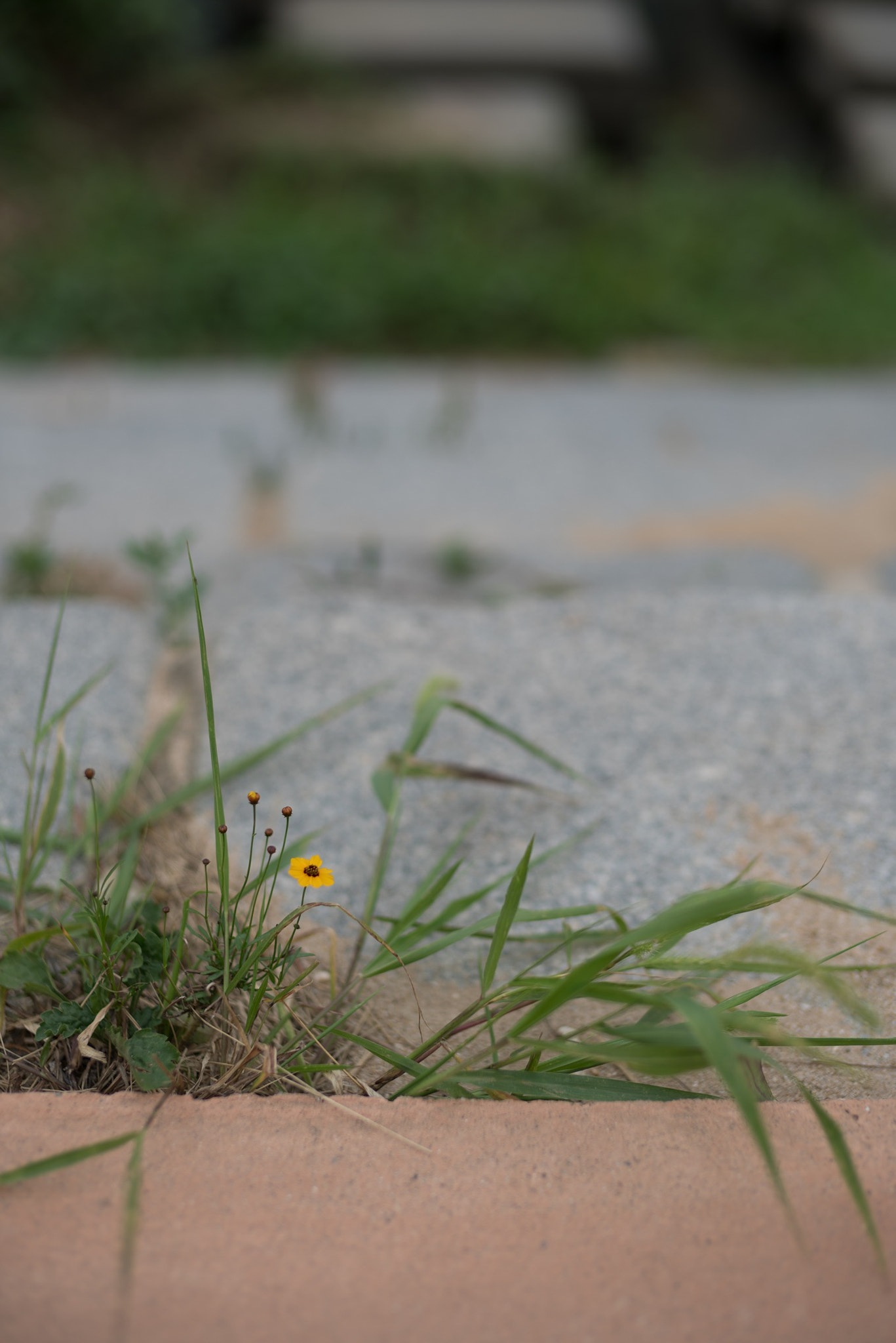 Sony Planar T* 50mm F1.4 ZA SSM sample photo