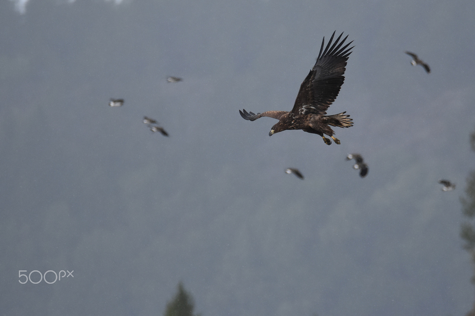 Nikon D7200 + Tamron SP 150-600mm F5-6.3 Di VC USD sample photo. A sea hawk hunting in the rain photography