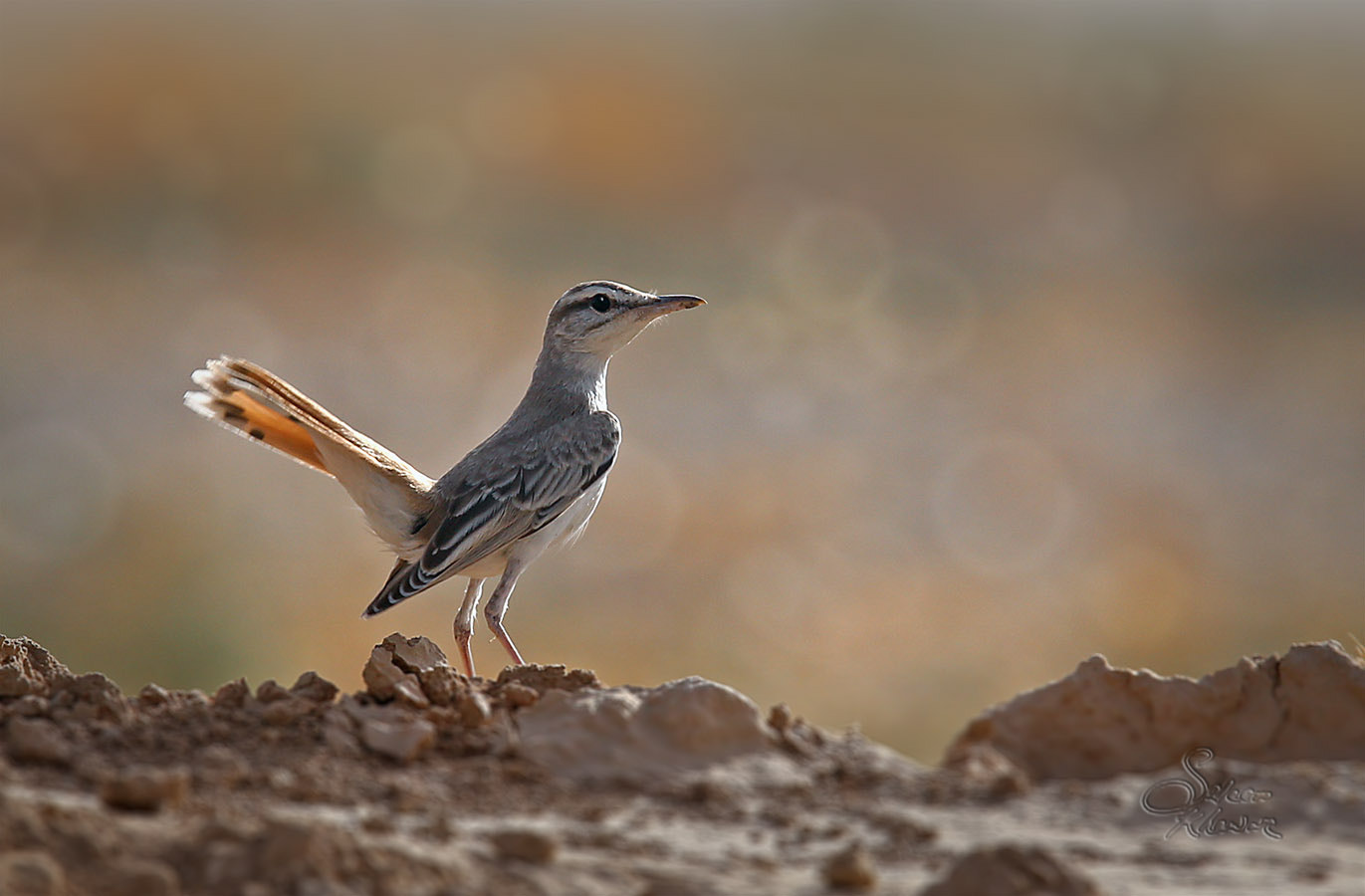 Sigma 150-600mm F5-6.3 DG OS HSM | C sample photo. Small bird 4 photography