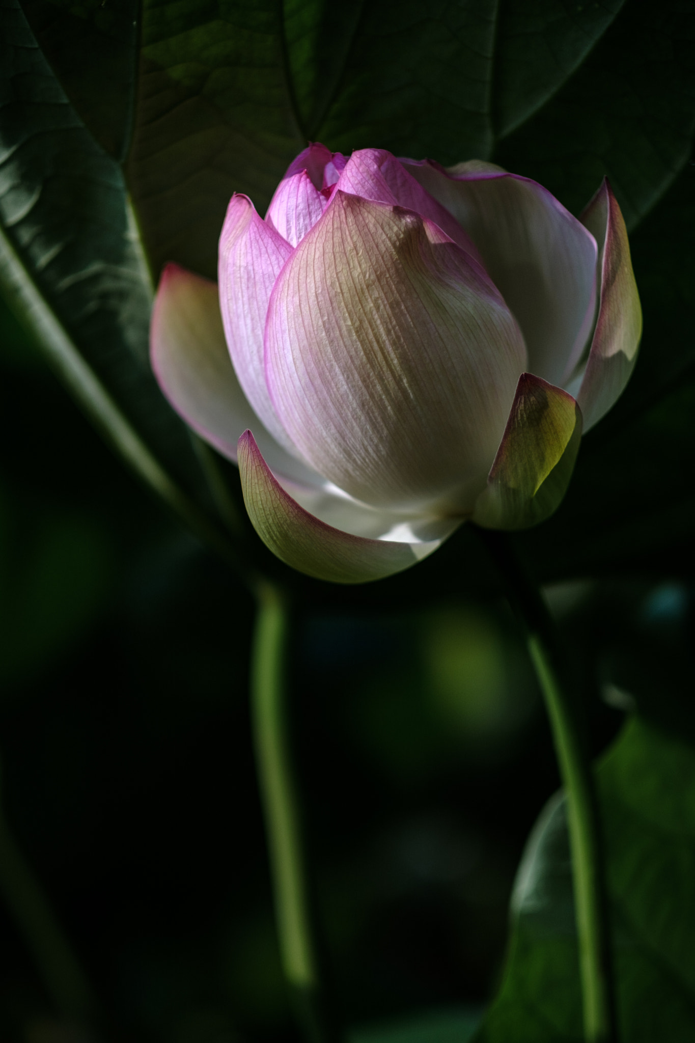 Fujifilm X-T2 + Fujifilm XF 56mm F1.2 R APD sample photo. Morning light photography