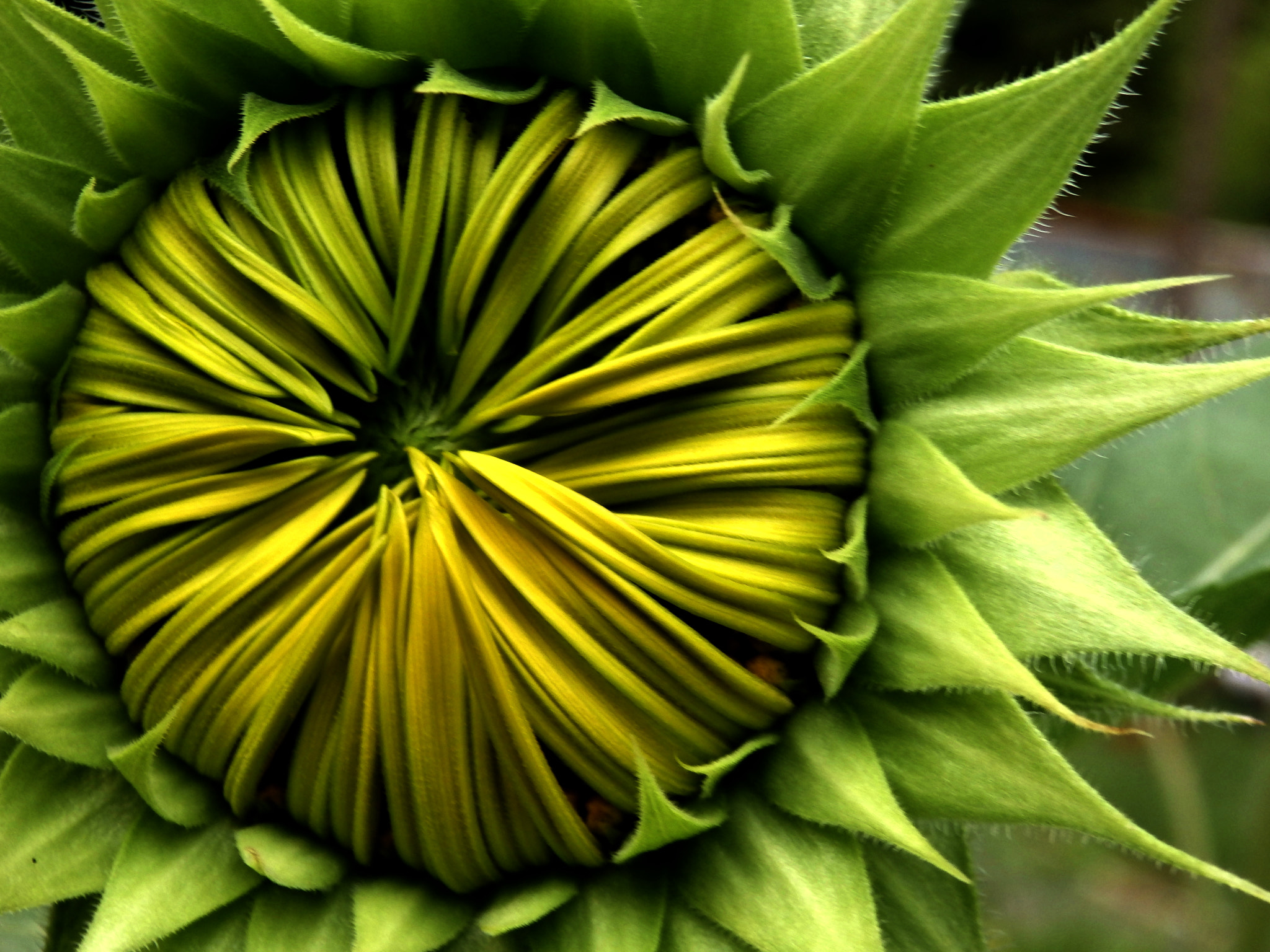 Olympus SZ-17 sample photo. Flor sin abrir de girasol photography