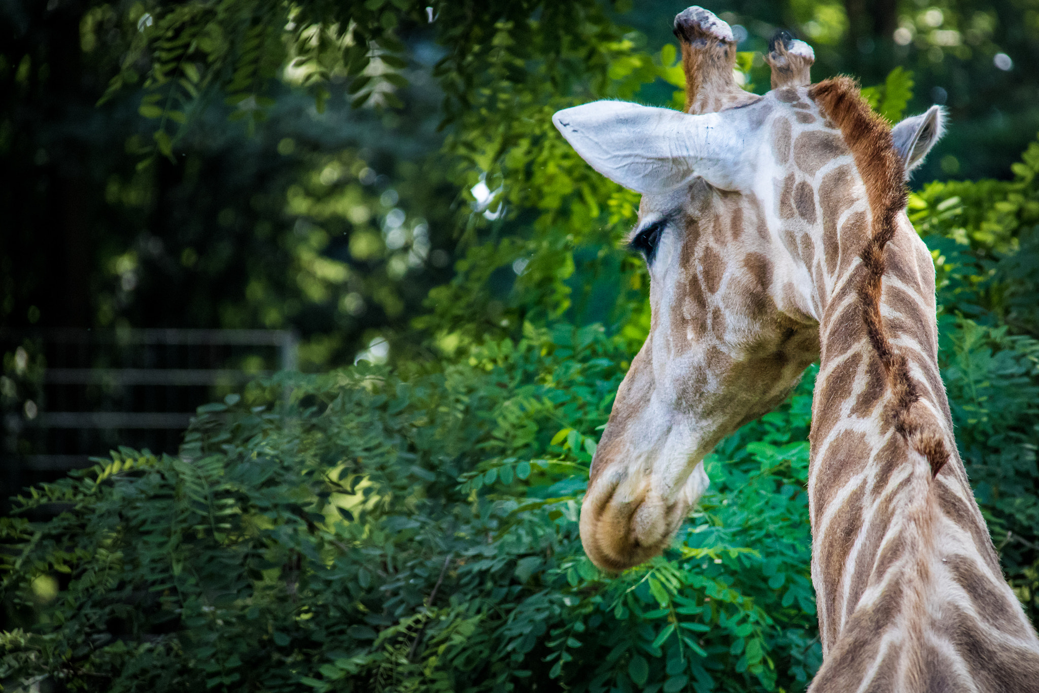 Canon EOS 750D (EOS Rebel T6i / EOS Kiss X8i) sample photo. Giraffe photography