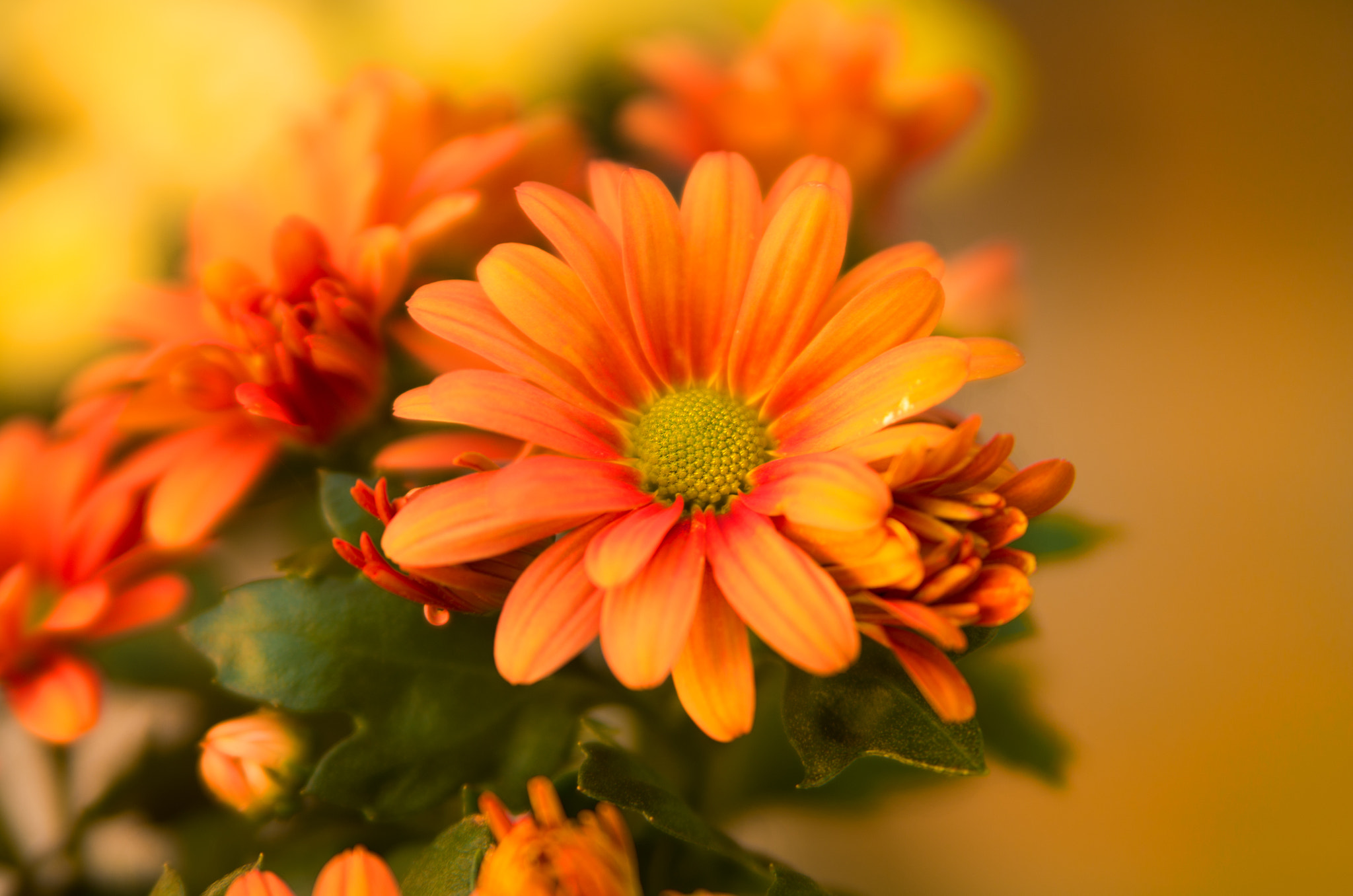 Pentax K-50 sample photo. Autumn photography