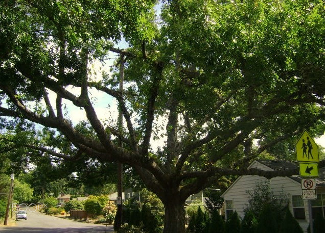 Sony DSC-S730 sample photo. Tree or octopus? photography