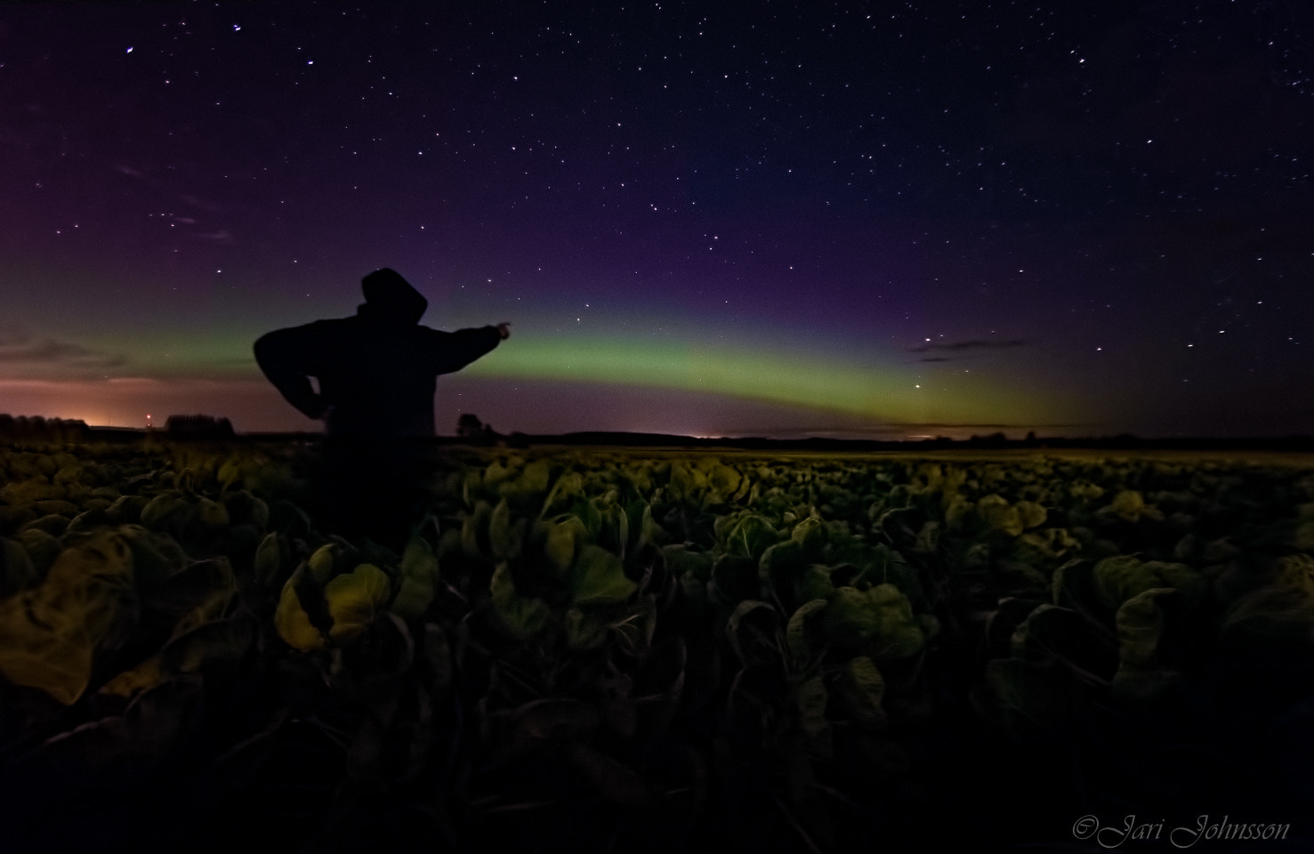 Canon EF 14mm F2.8L II USM sample photo. The swamp man found nice cabbage field photography