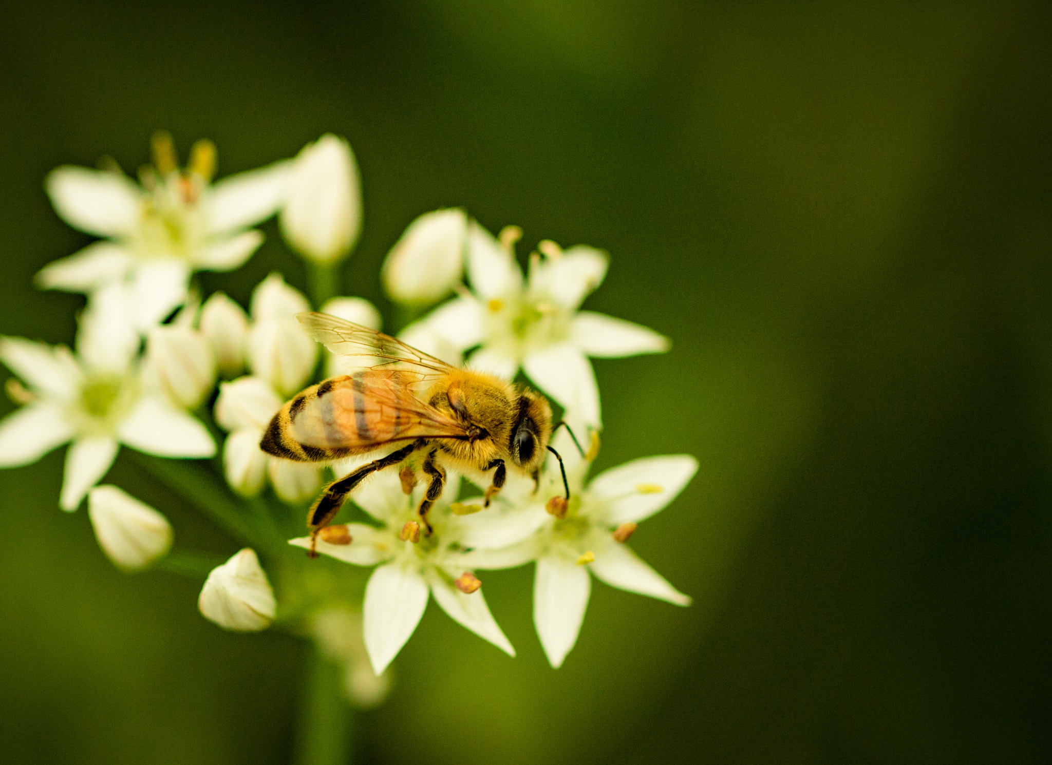 Canon EOS 760D (EOS Rebel T6s / EOS 8000D) sample photo. Honey bee on white flowers photography