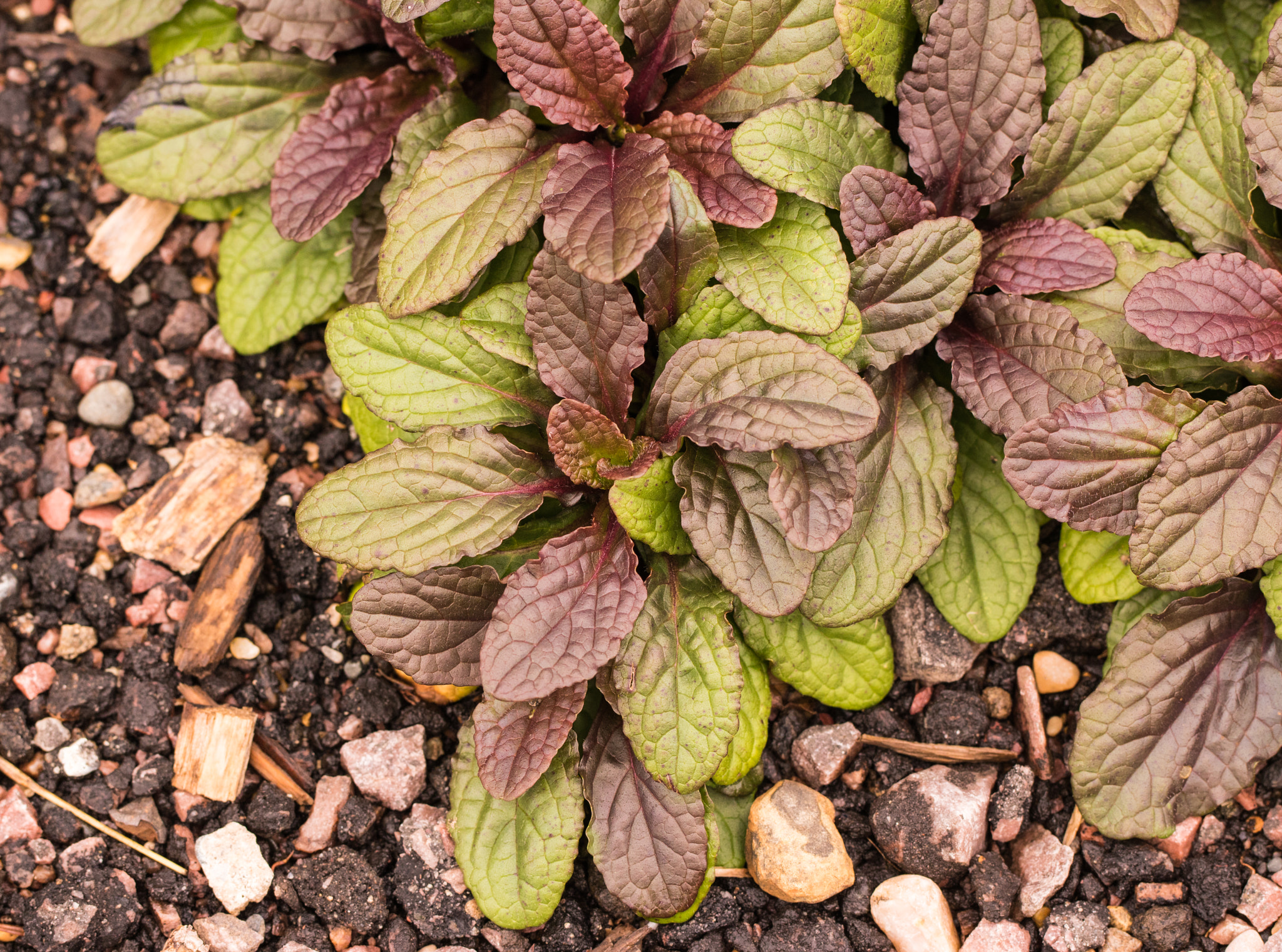 Canon EOS 760D (EOS Rebel T6s / EOS 8000D) + Canon EF 100mm F2.8L Macro IS USM sample photo. Green and brown leaves in rocks photography