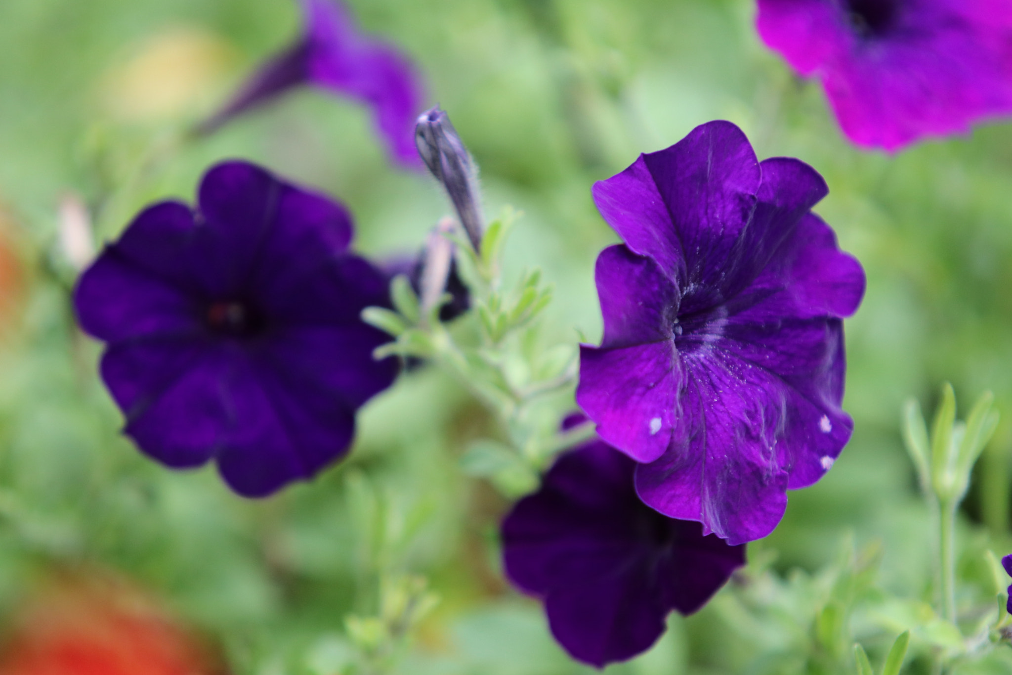 Canon EF 70-200mm F2.8L USM sample photo. Img photography