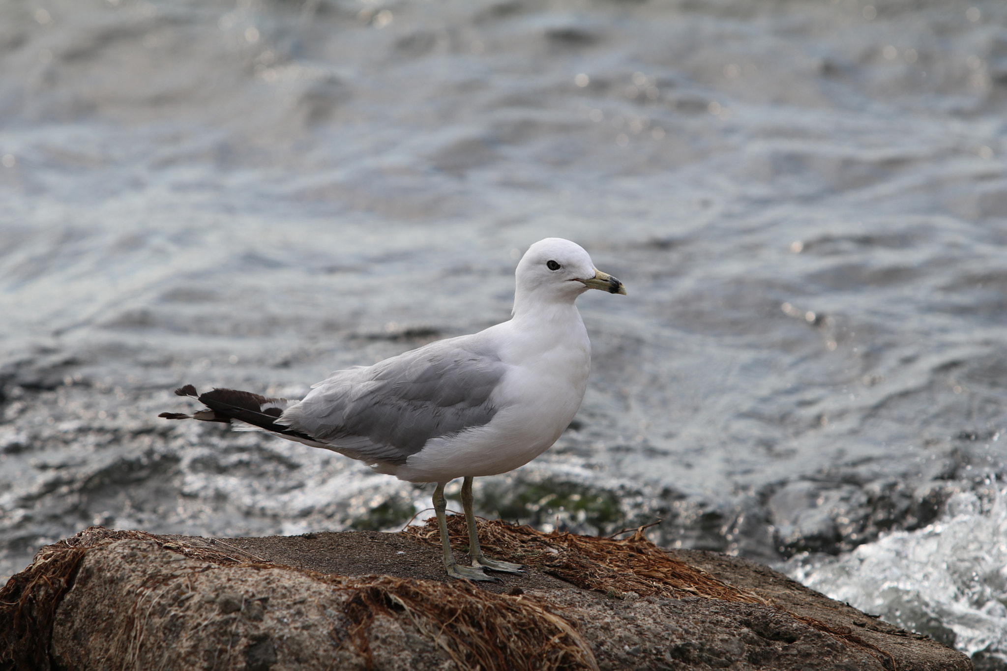 Canon EF 70-200mm F2.8L USM sample photo. Img photography