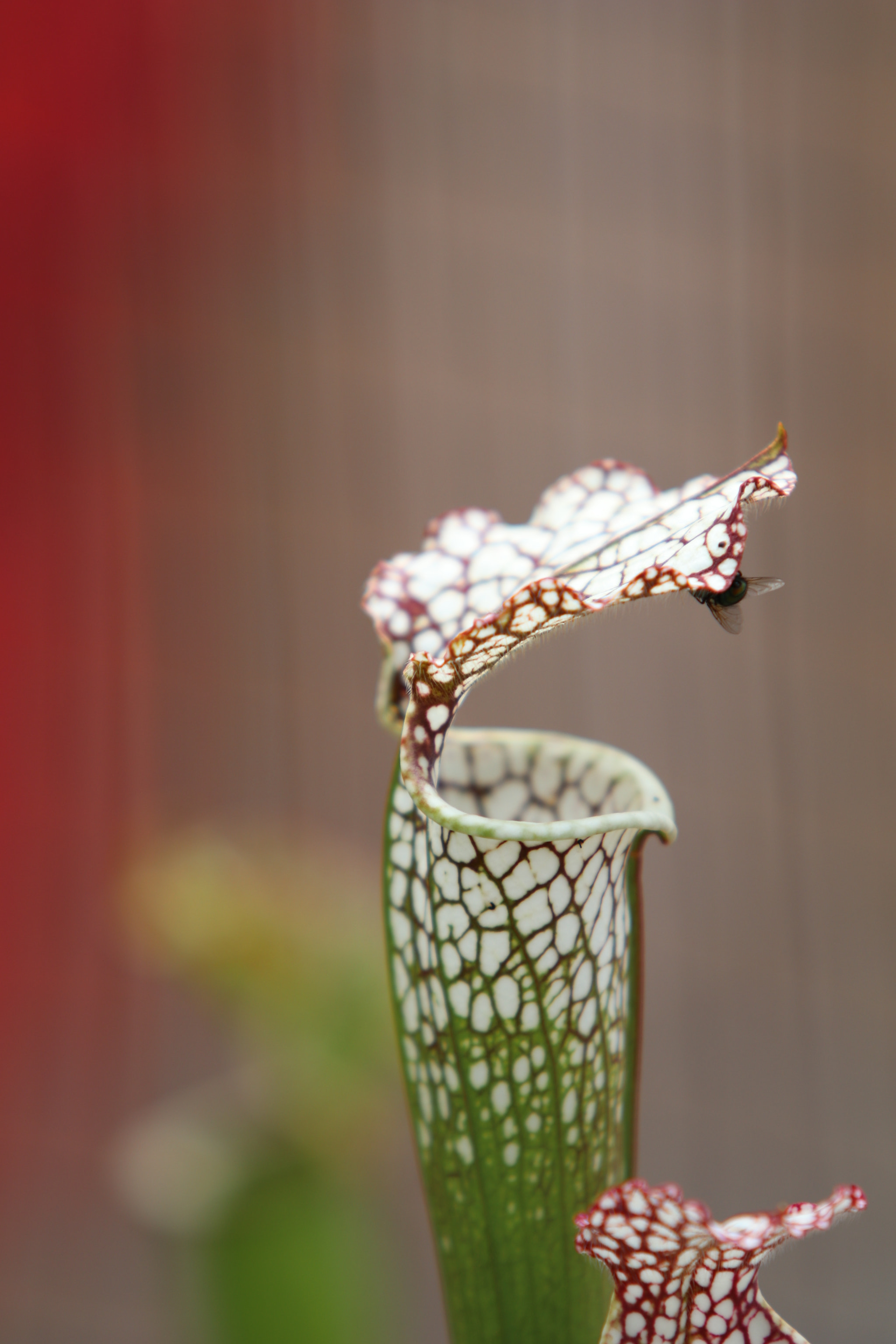 Canon EF 70-200mm F2.8L USM sample photo. Img photography