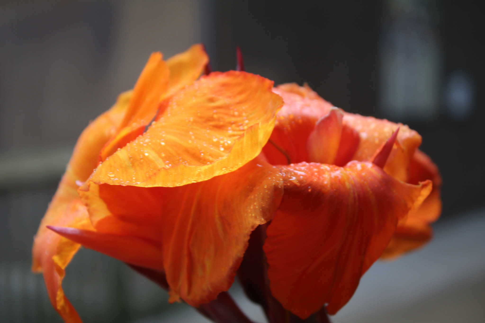 Canon EF-S 18-55mm F3.5-5.6 IS sample photo. Img photography