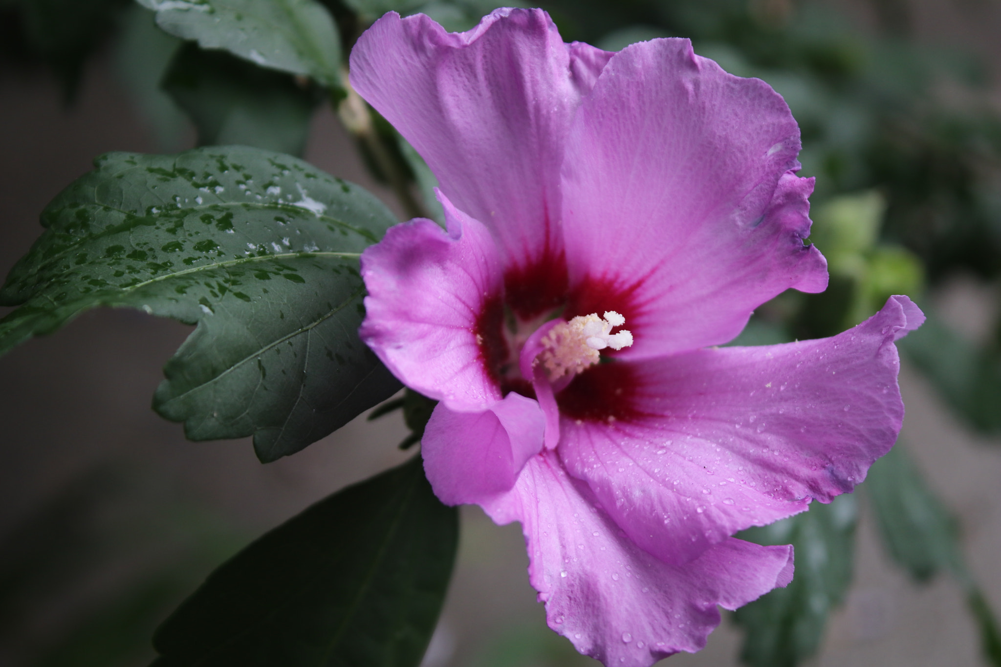 Canon EF-S 18-55mm F3.5-5.6 IS sample photo. Img photography