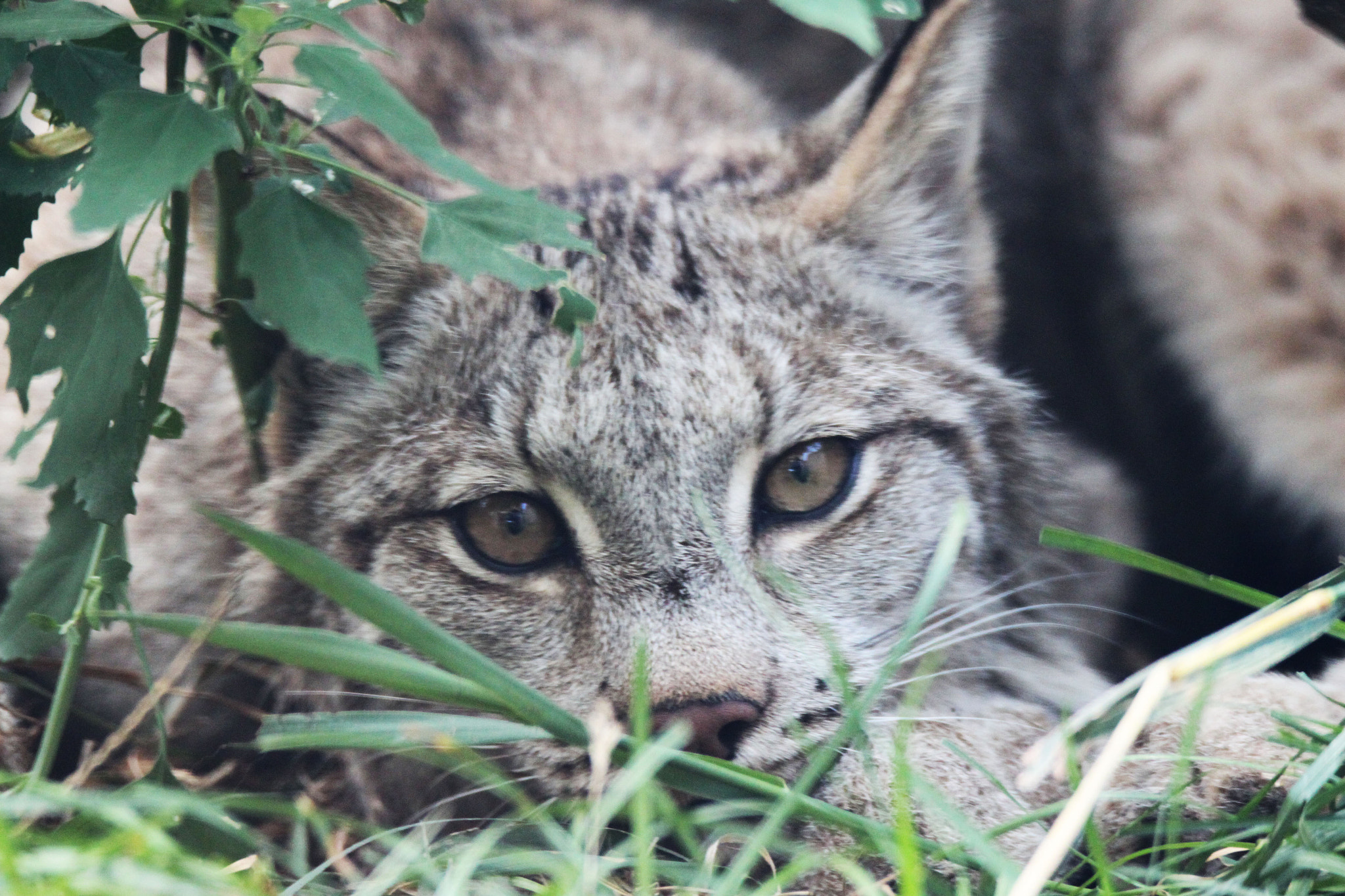 Tamron SP 150-600mm F5-6.3 Di VC USD sample photo. Img photography