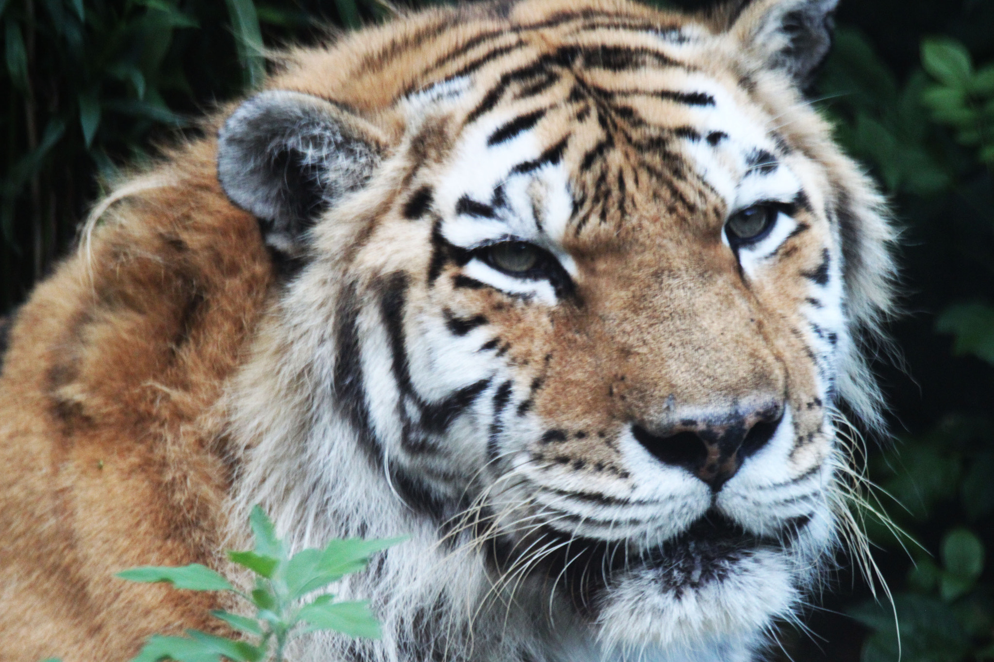 Tamron SP 150-600mm F5-6.3 Di VC USD sample photo. Img photography