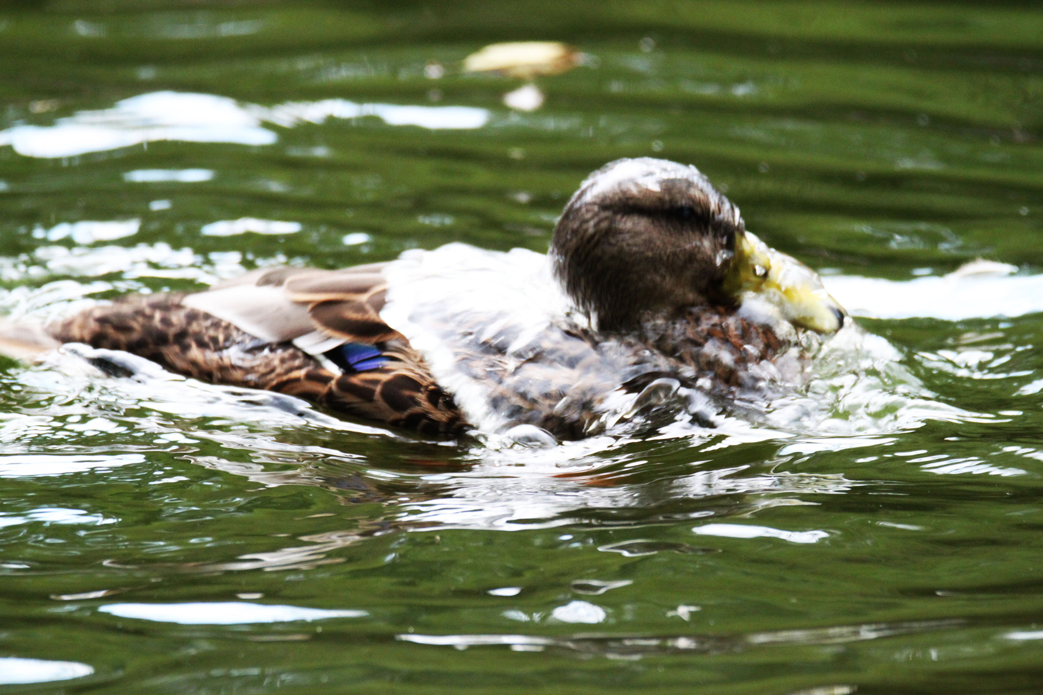 Tamron SP 150-600mm F5-6.3 Di VC USD sample photo. Img photography