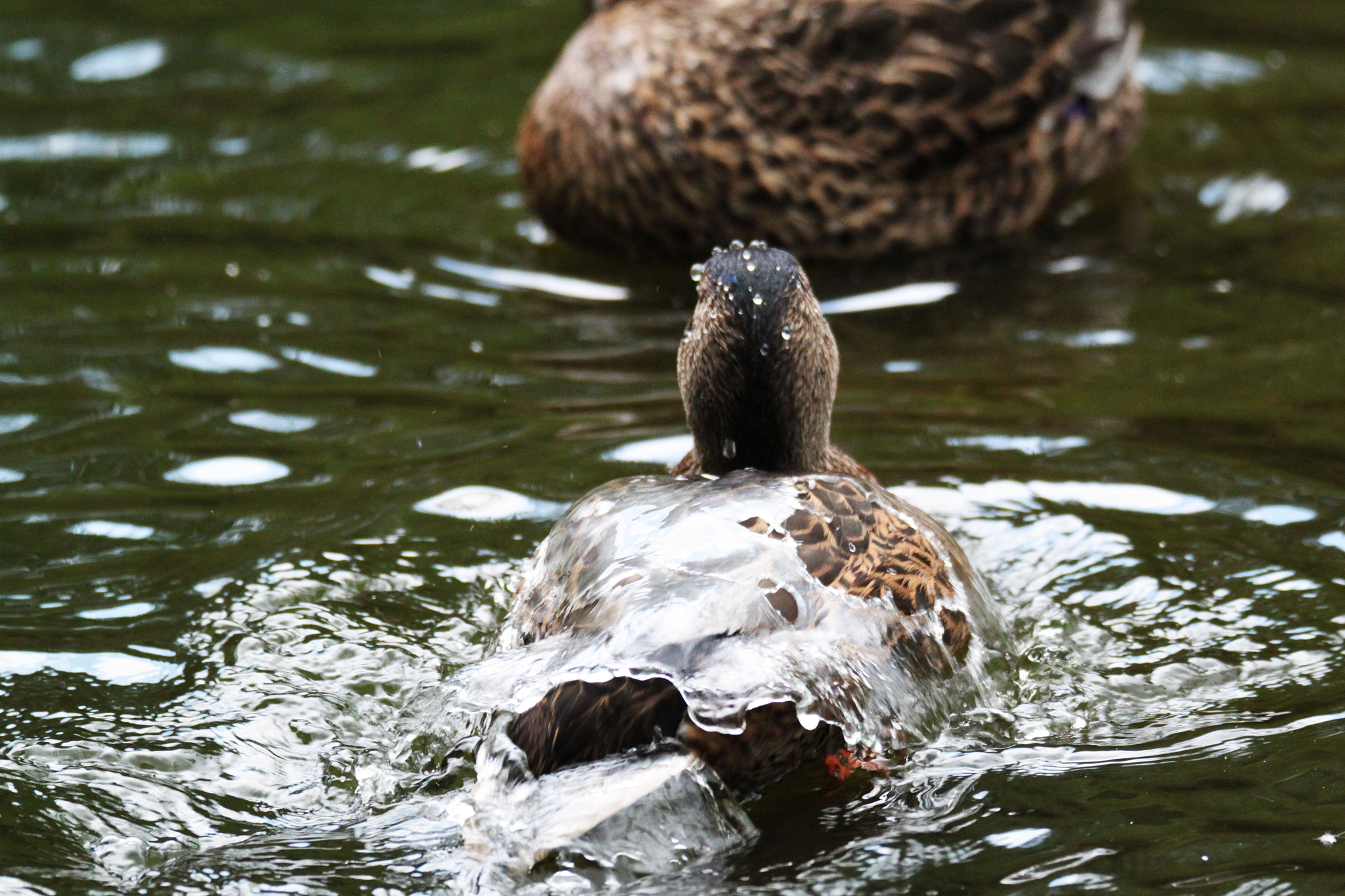 Tamron SP 150-600mm F5-6.3 Di VC USD sample photo. Img photography