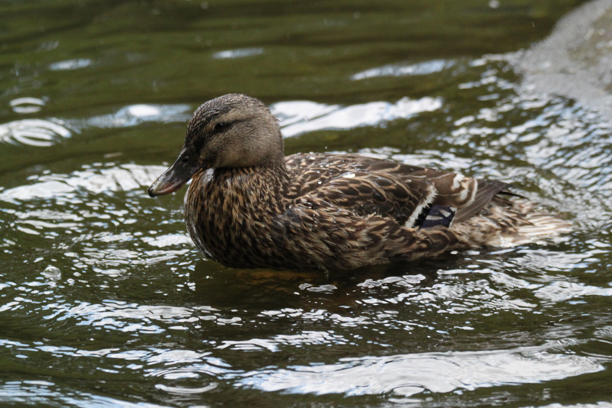 Tamron SP 150-600mm F5-6.3 Di VC USD sample photo. Img photography