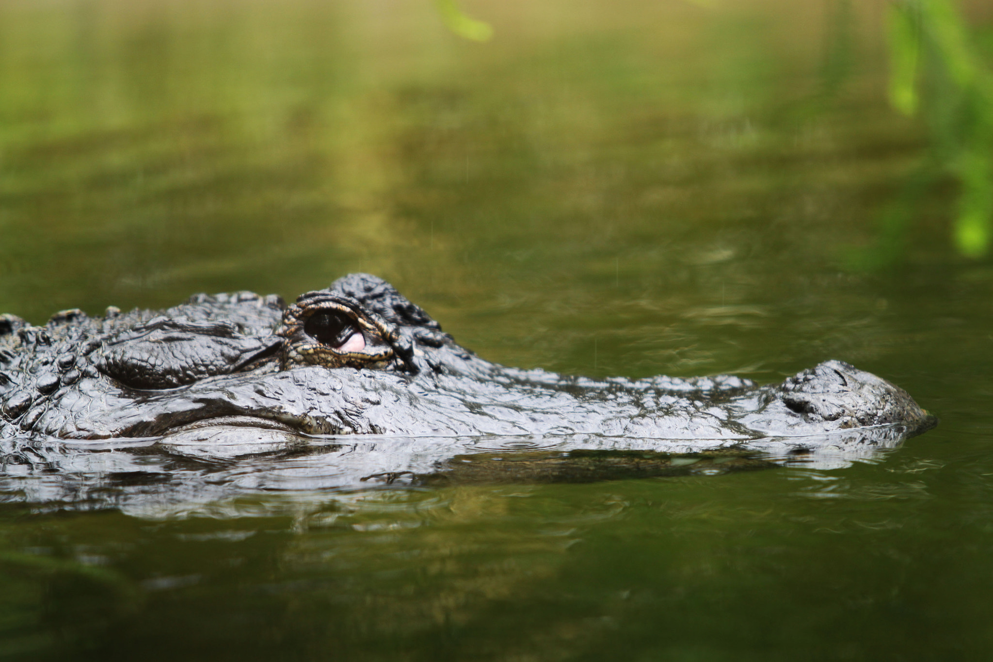 Canon EF 70-200mm F2.8L USM sample photo. Img photography