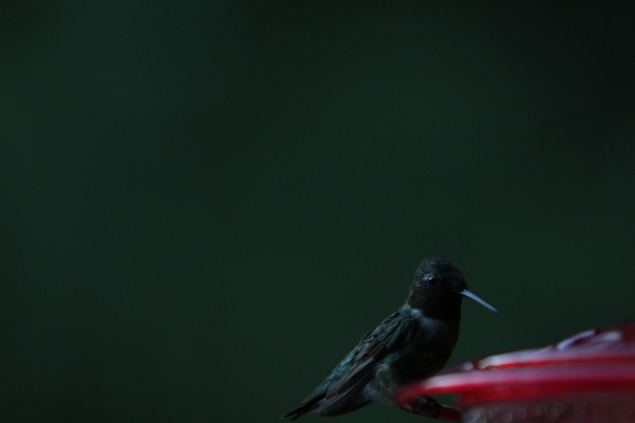 Canon EF 70-200mm F2.8L USM sample photo. Img photography