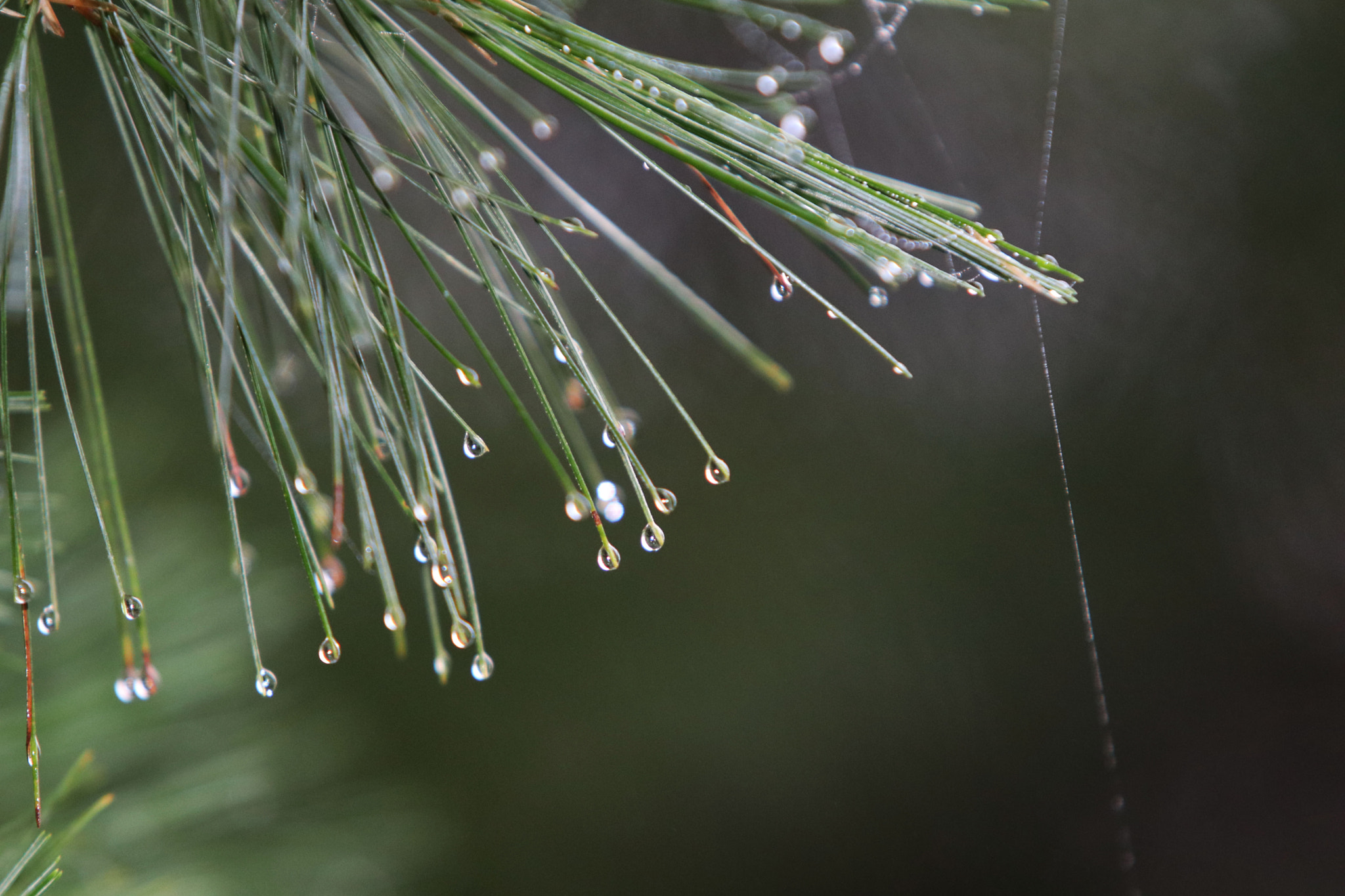 Canon EF 70-200mm F2.8L USM sample photo. Img photography
