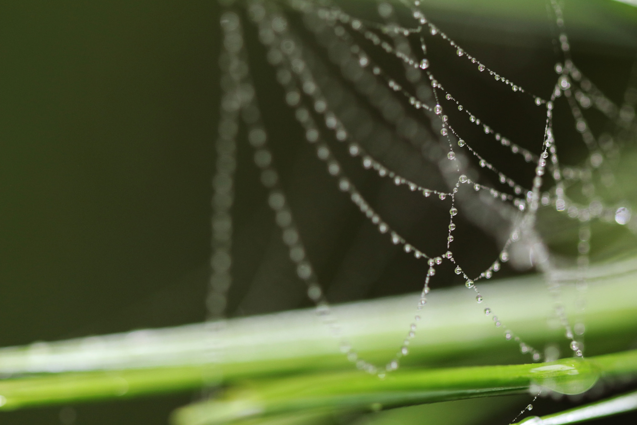 Canon EOS 80D + Canon EF 100mm F2.8L Macro IS USM sample photo. Img photography