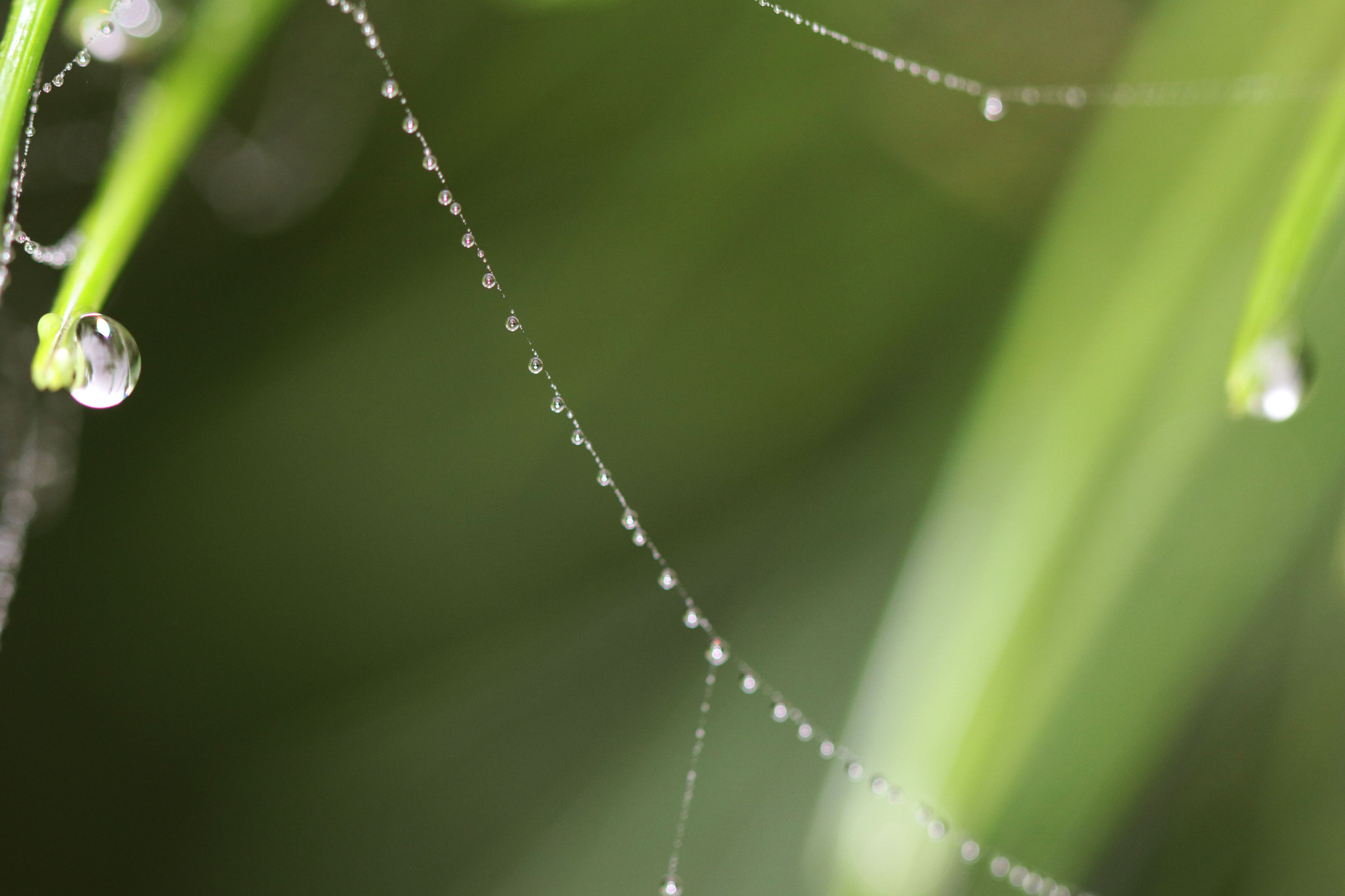 Canon EOS 80D + Canon EF 100mm F2.8L Macro IS USM sample photo. Img photography