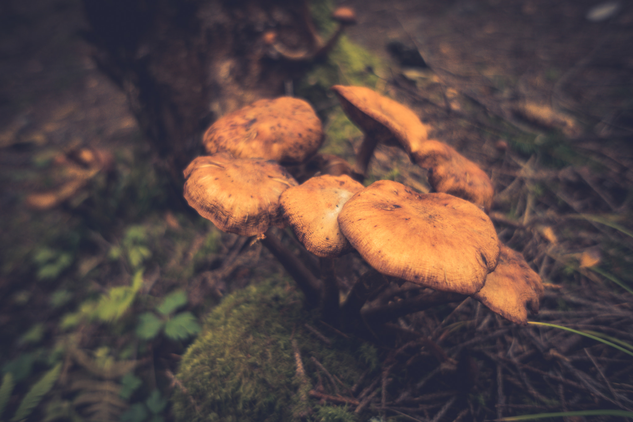 Sony a7 + Sony E 16mm F2.8 sample photo. Forest mushroom photography