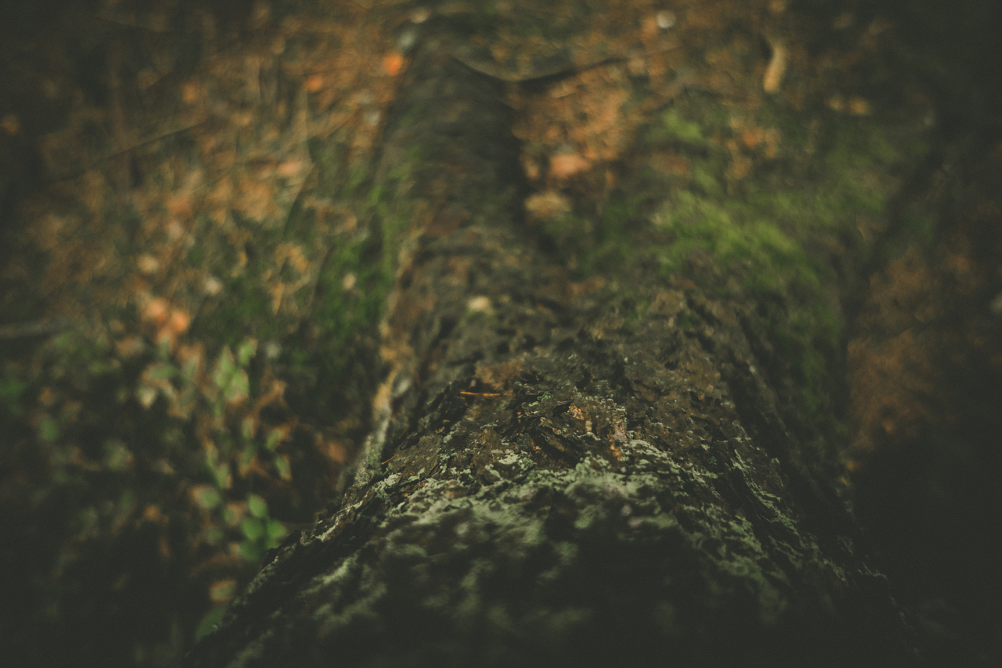 Sony a7 + Sony E 16mm F2.8 sample photo. Forest tree photography