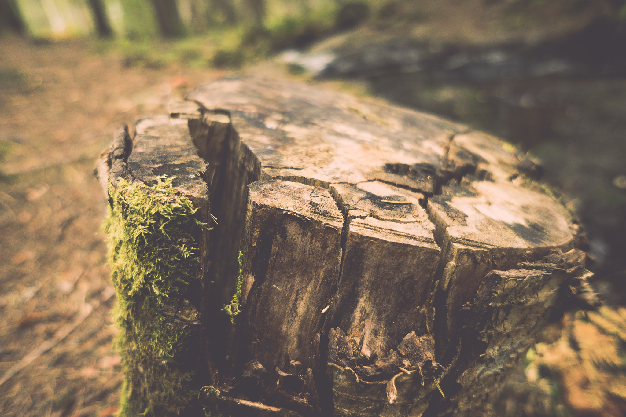 Sony a7 + Sony E 16mm F2.8 sample photo. Stump photography
