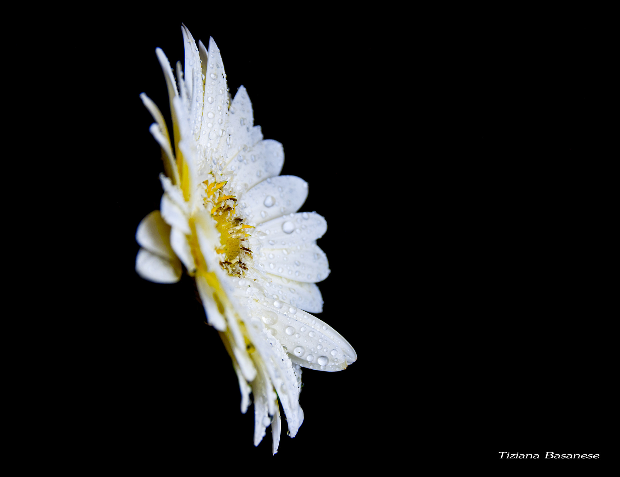 Sigma 17-70mm F2.8-4 DC Macro OS HSM | C sample photo