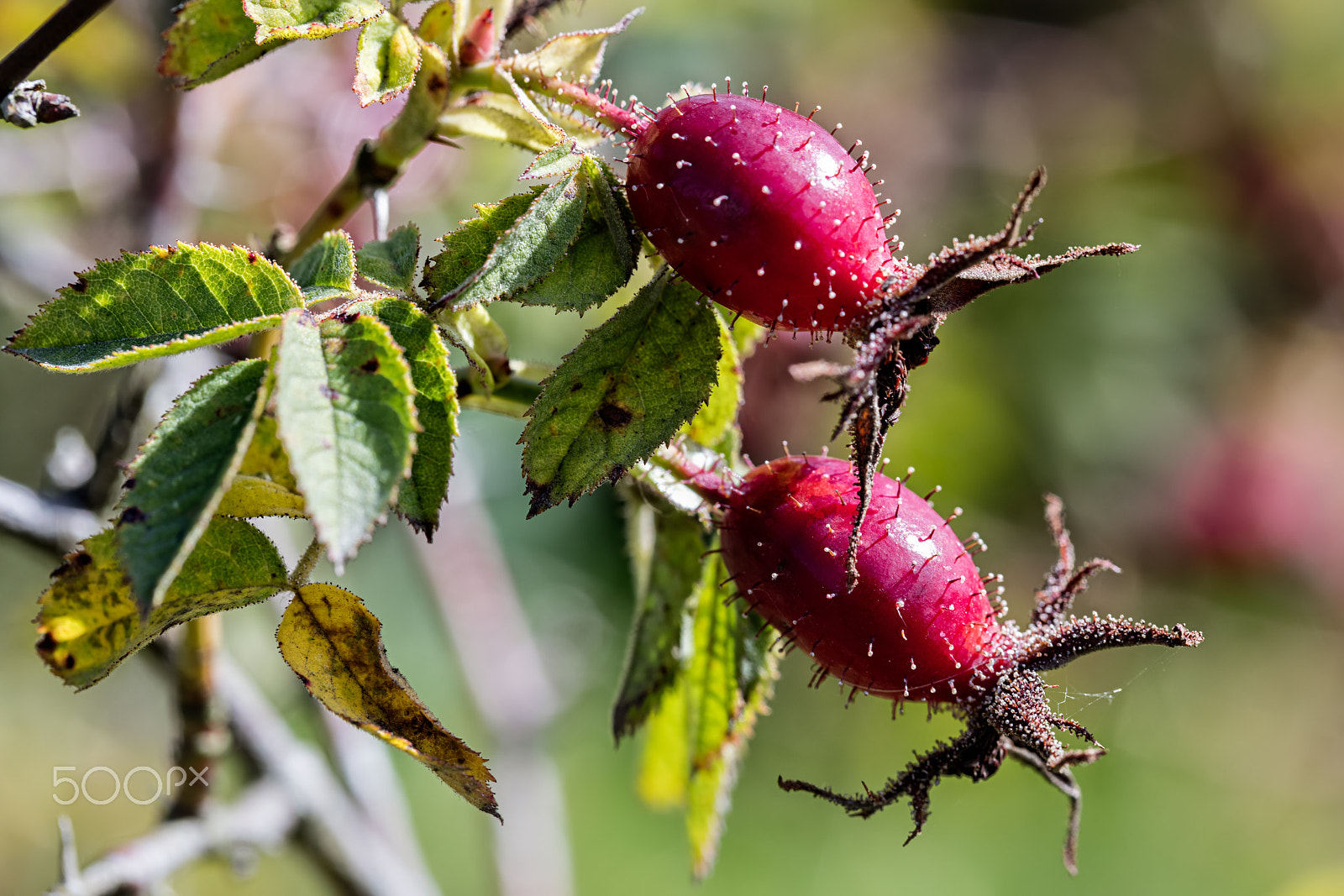 Canon EF 100mm F2.8L Macro IS USM sample photo. Rose hip photography