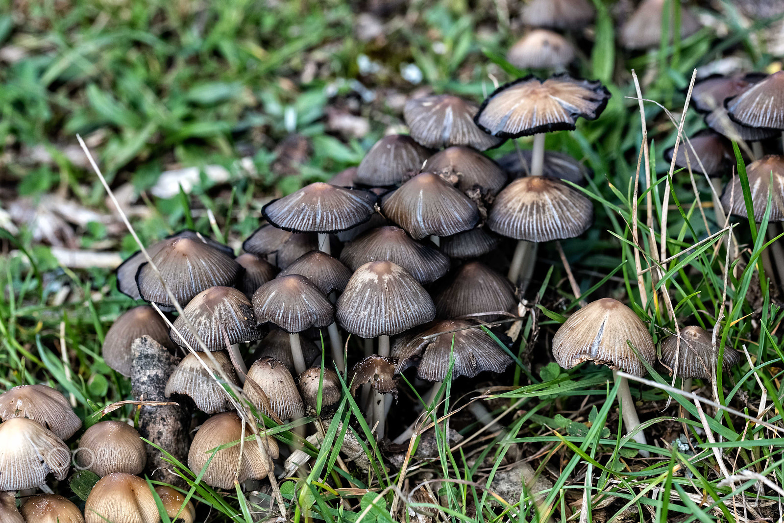 Canon EF 100mm F2.8L Macro IS USM sample photo. Mushrooms photography