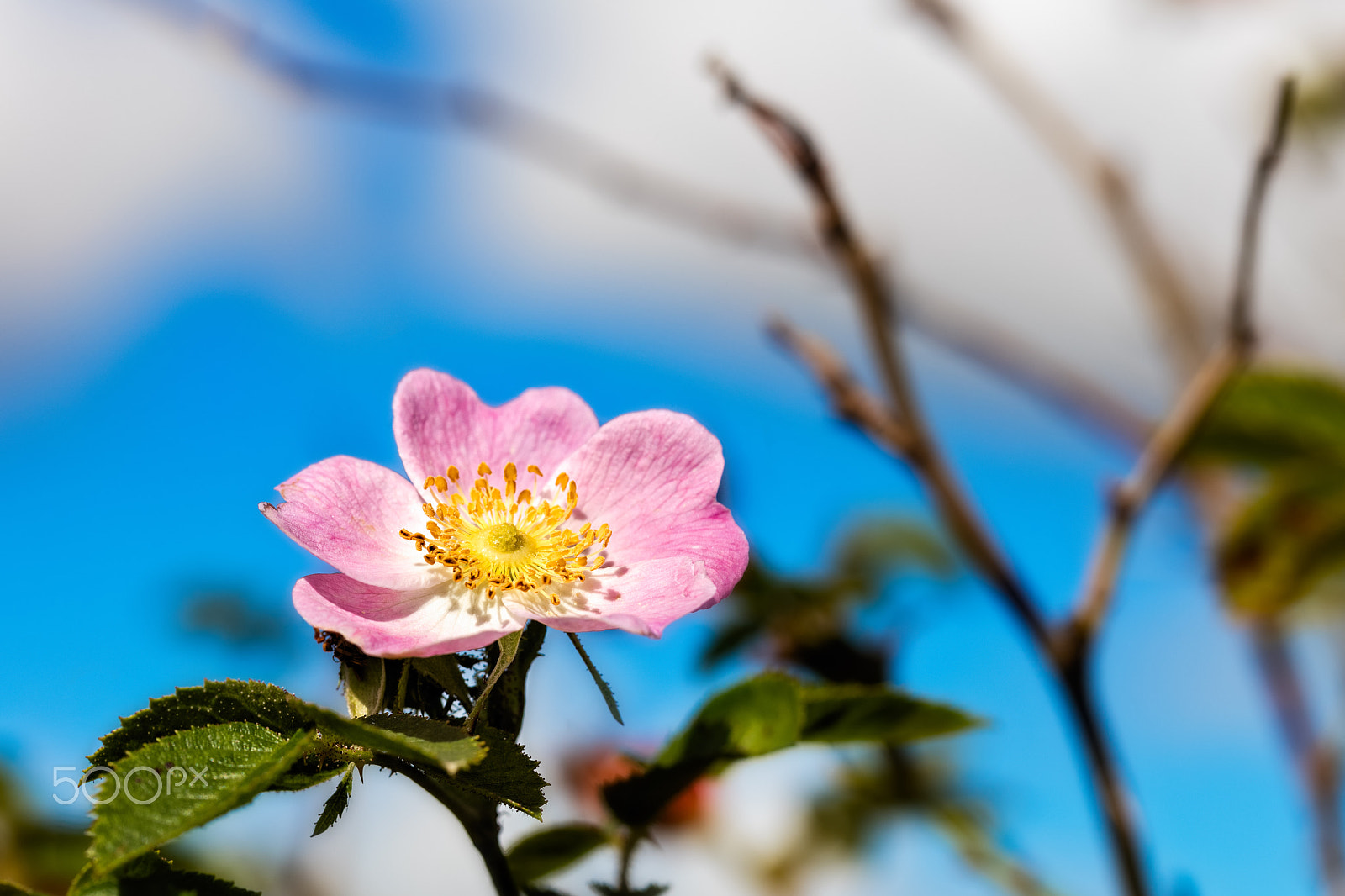 Canon EF 100mm F2.8L Macro IS USM sample photo. Dogrose flower photography