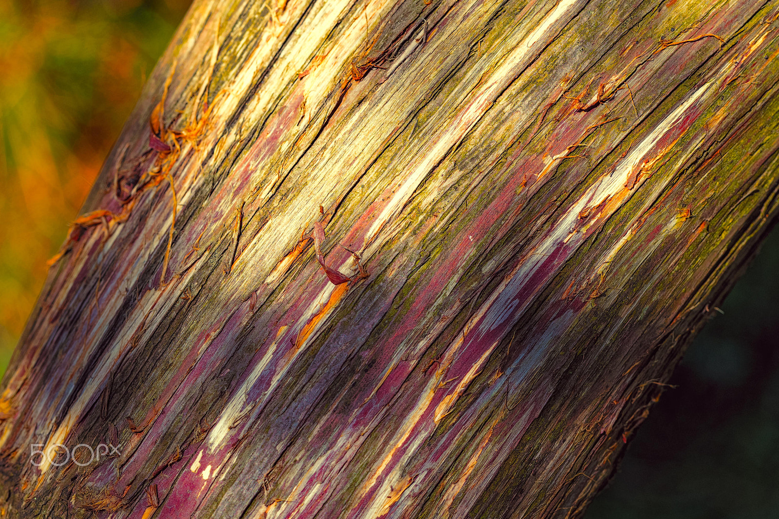 Canon EF 100mm F2.8L Macro IS USM sample photo. Untitled photography