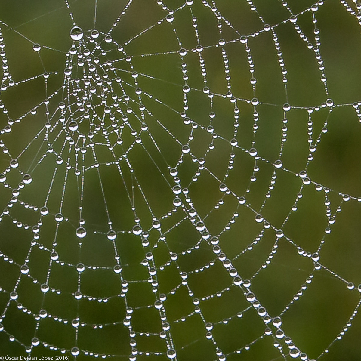 Canon EOS 50D sample photo. Small areas of water photography