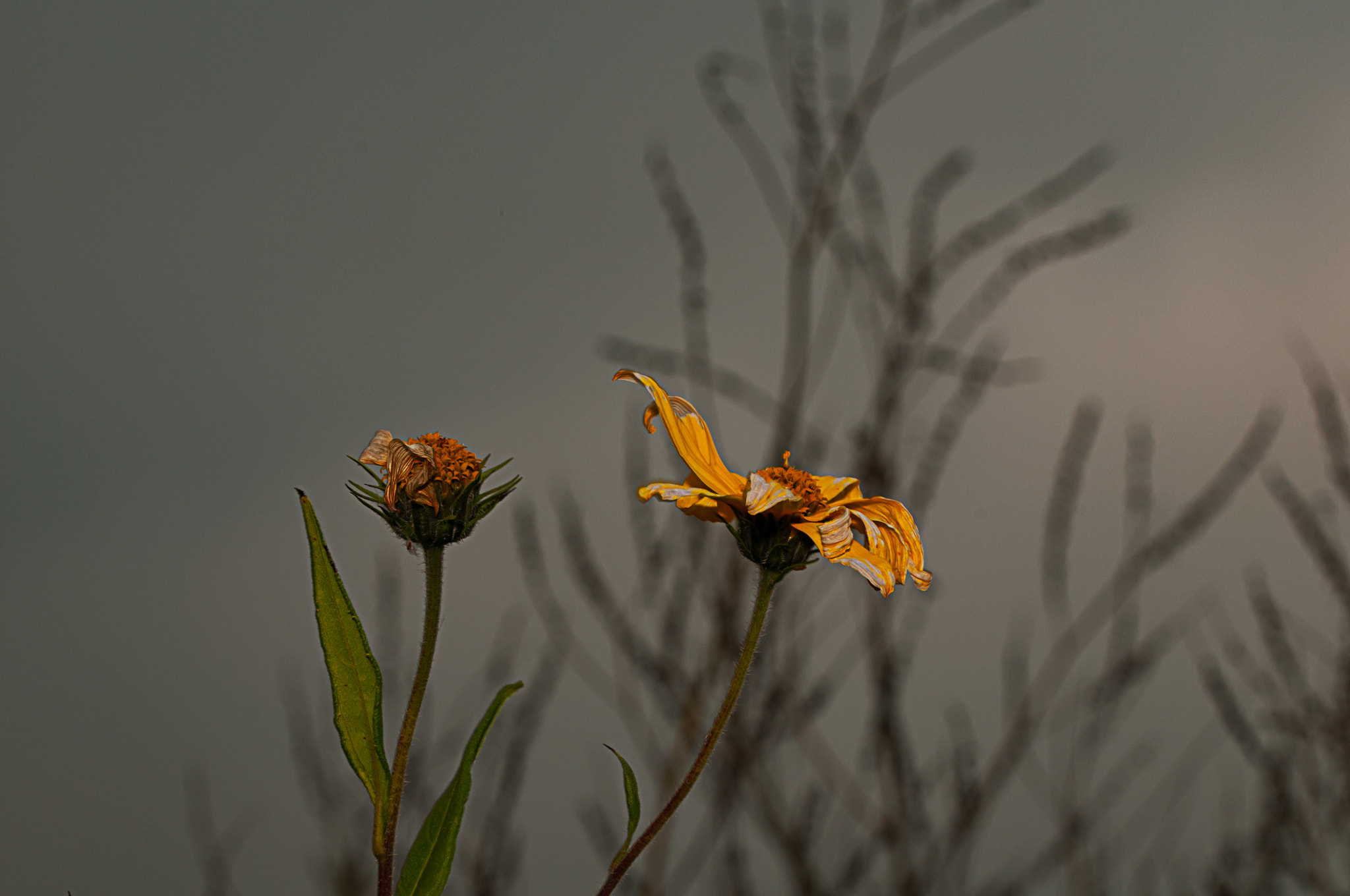 Nikon D300 sample photo. Lullaby photography