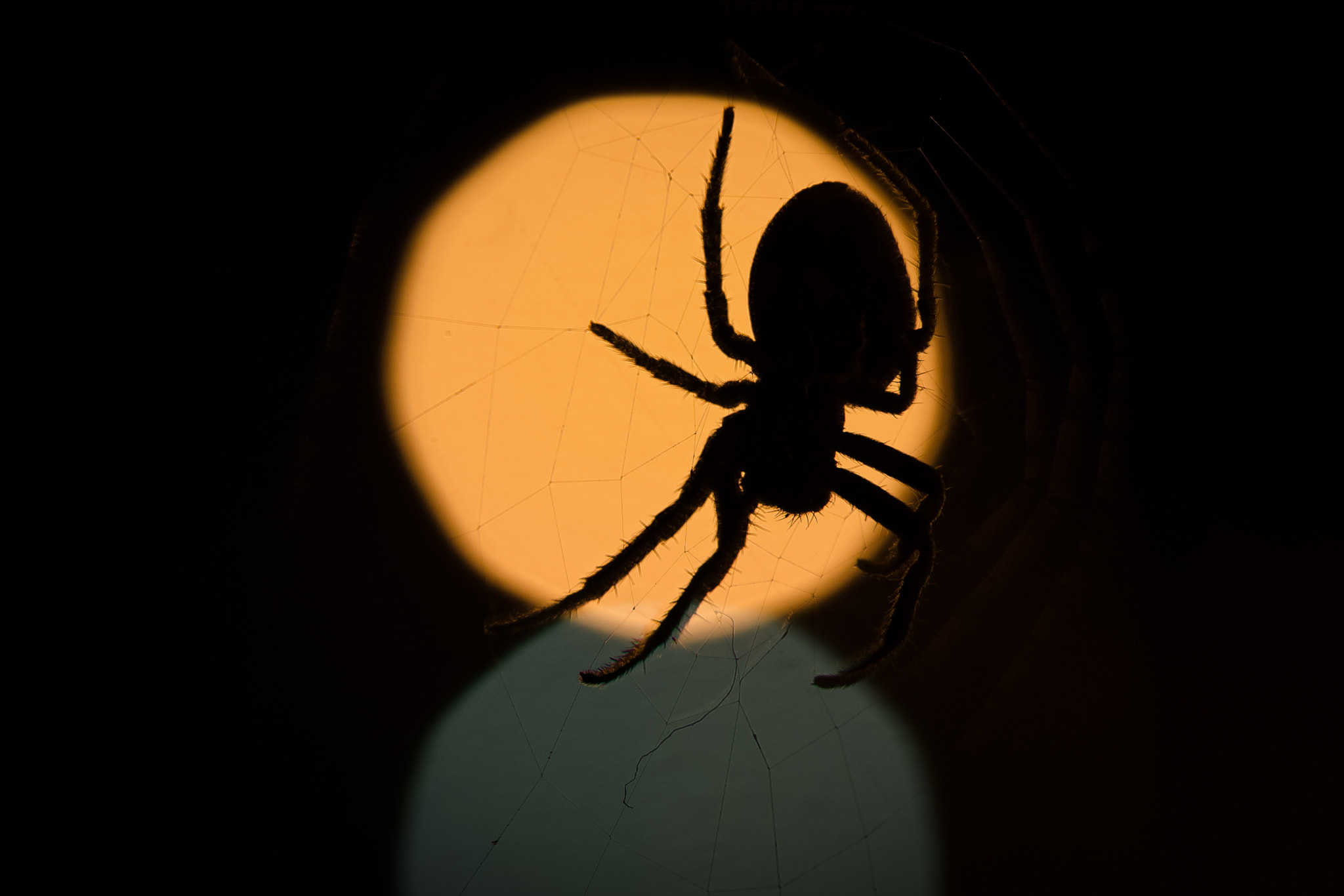 Nikon AF-S Micro-Nikkor 60mm F2.8G ED sample photo. Eight-legged photography