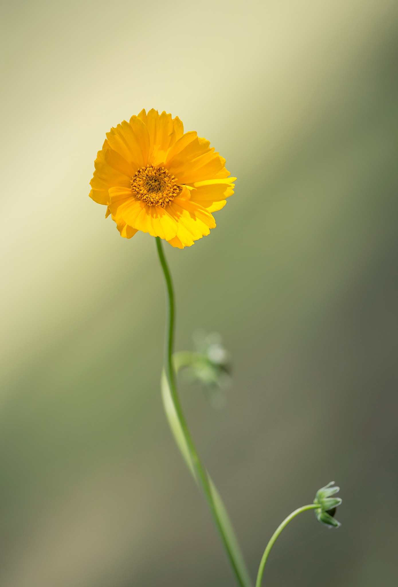 Canon EOS-1D X + Canon EF 300mm F2.8L IS II USM sample photo