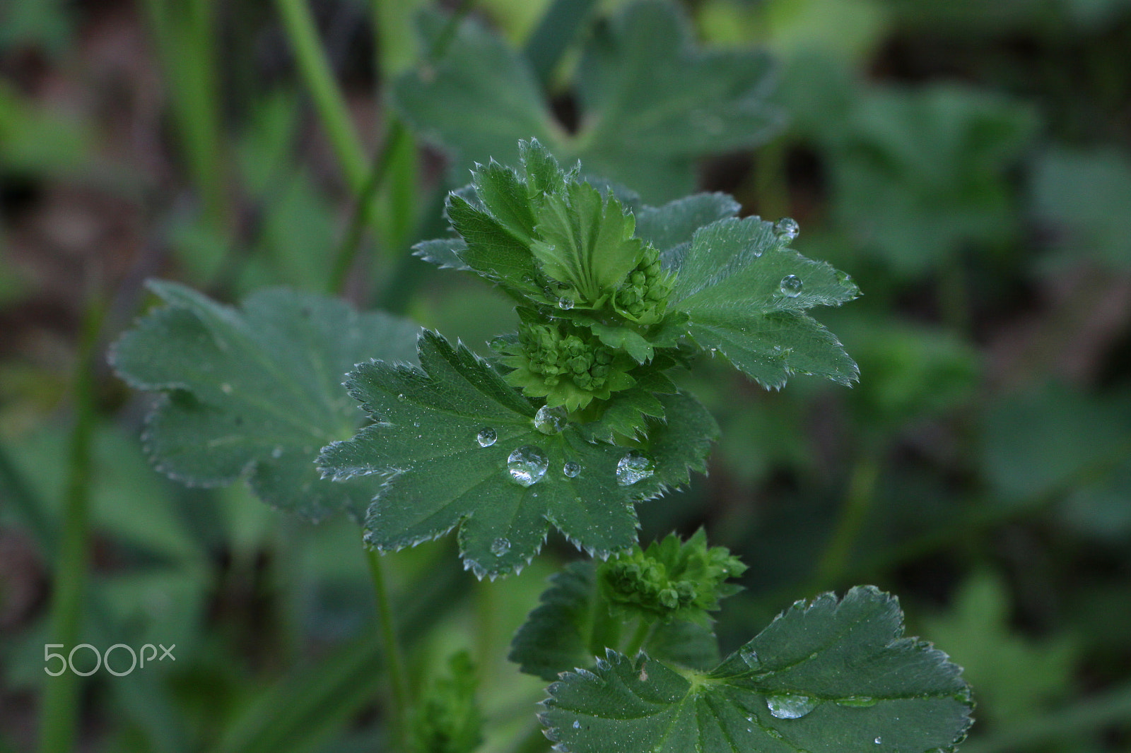 Canon EOS 500D (EOS Rebel T1i / EOS Kiss X3) sample photo. Alchemilla photography