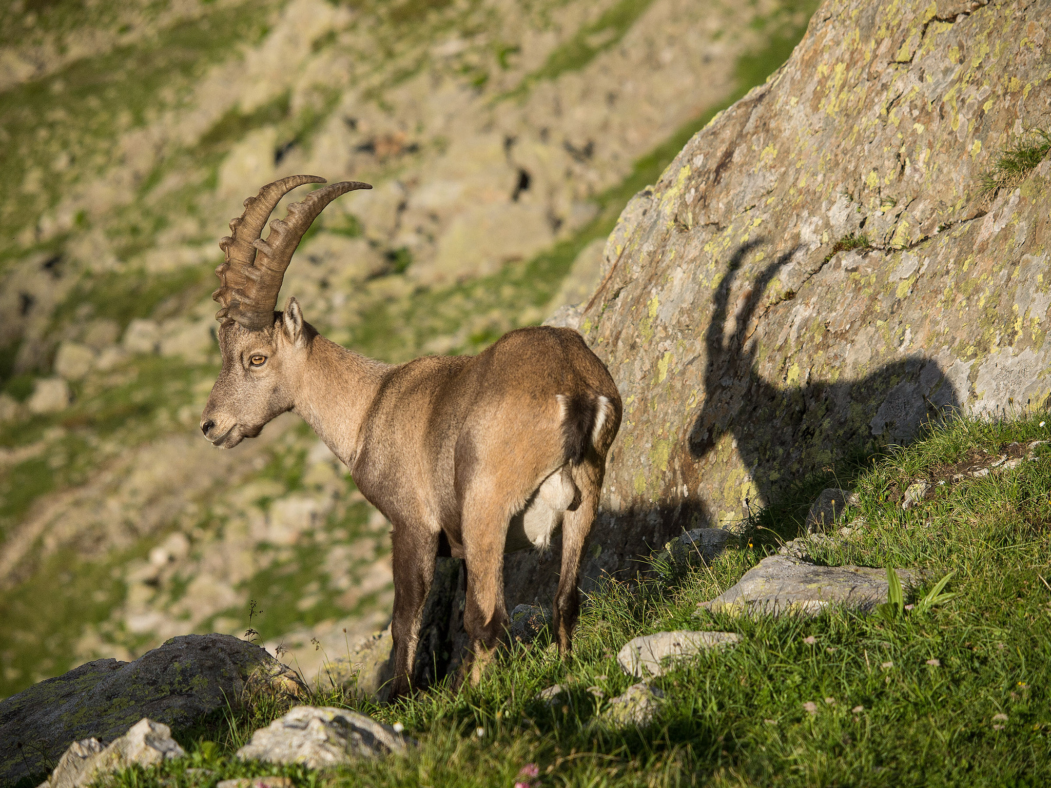 Olympus E-5 sample photo. Capra ibex ibex photography