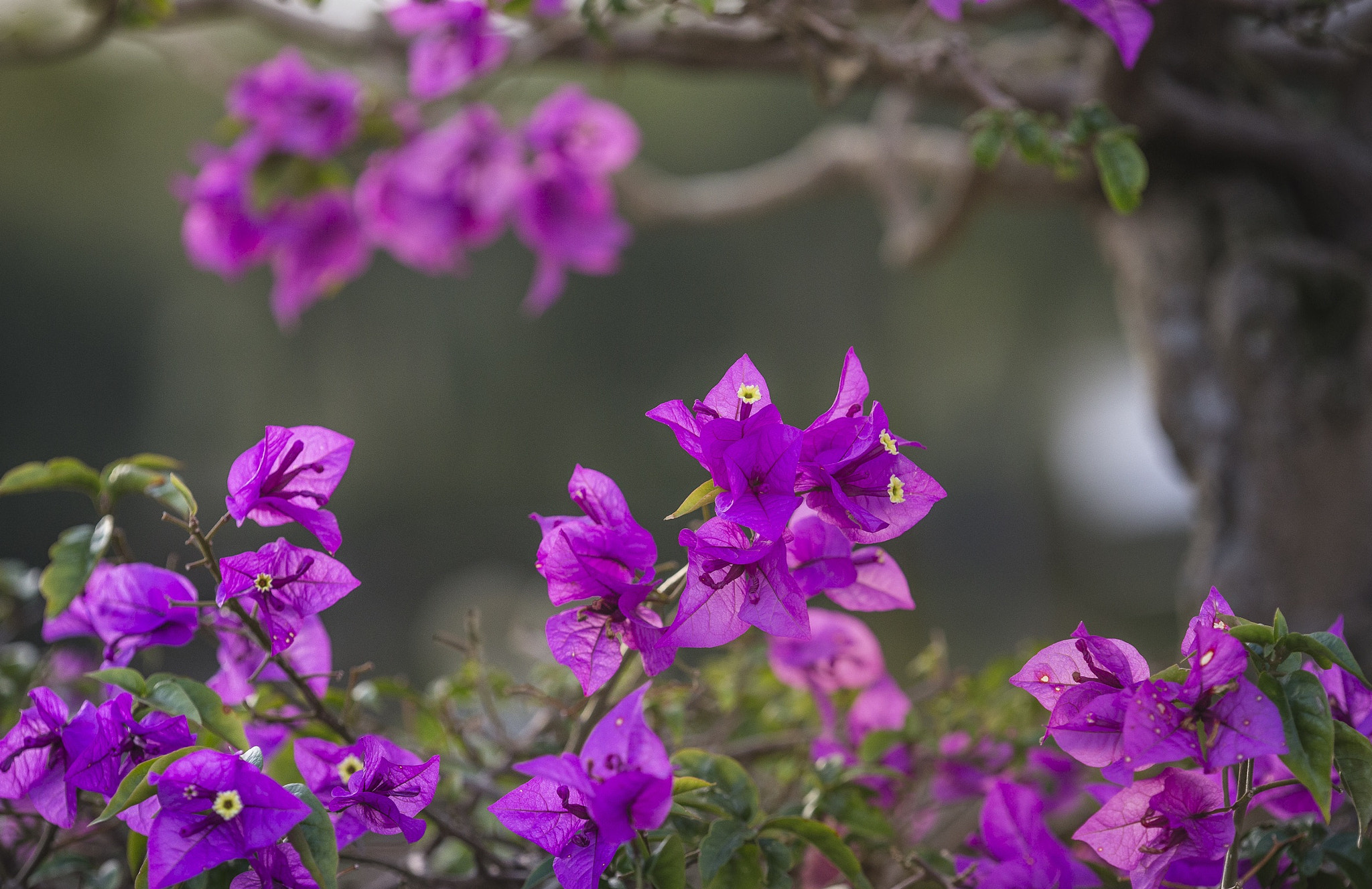 Canon EF 180mm F3.5L Macro USM sample photo. Bougainvillea spectabilis photography