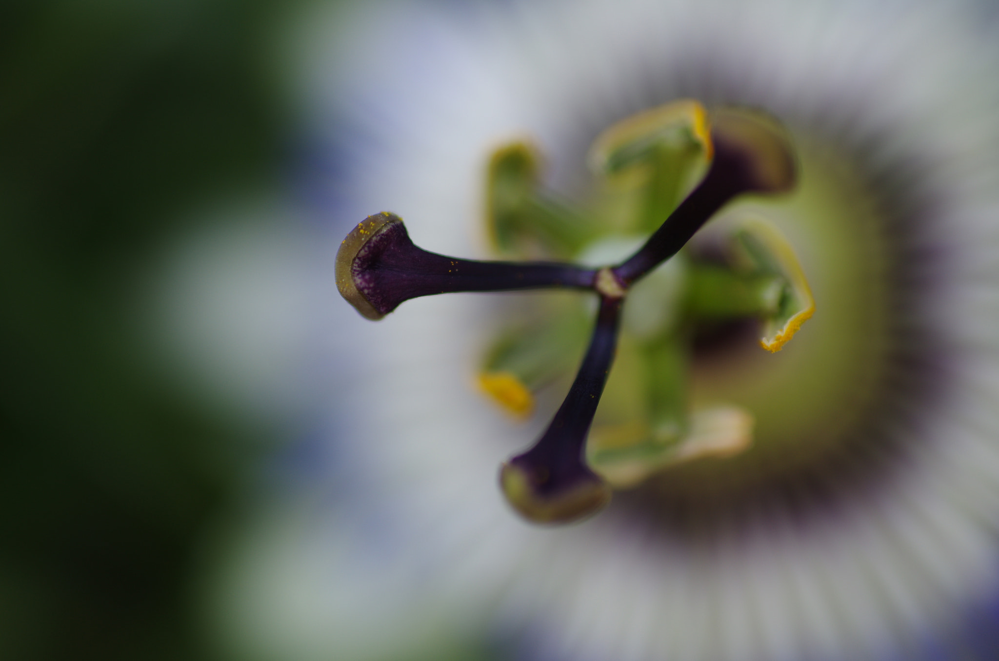 Pentax K-5 + Pentax smc FA 50mm F1.4 sample photo. Passiflore photography