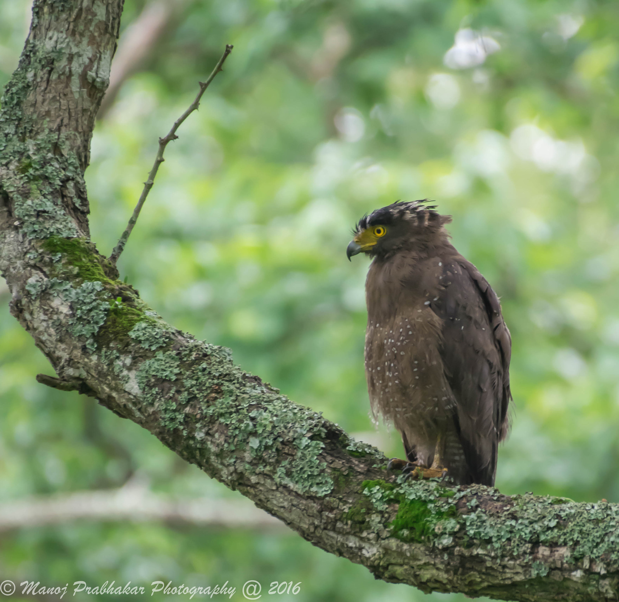 Nikon AF-S Nikkor 200-500mm F5.6E ED VR sample photo. Crested serpent eagle photography