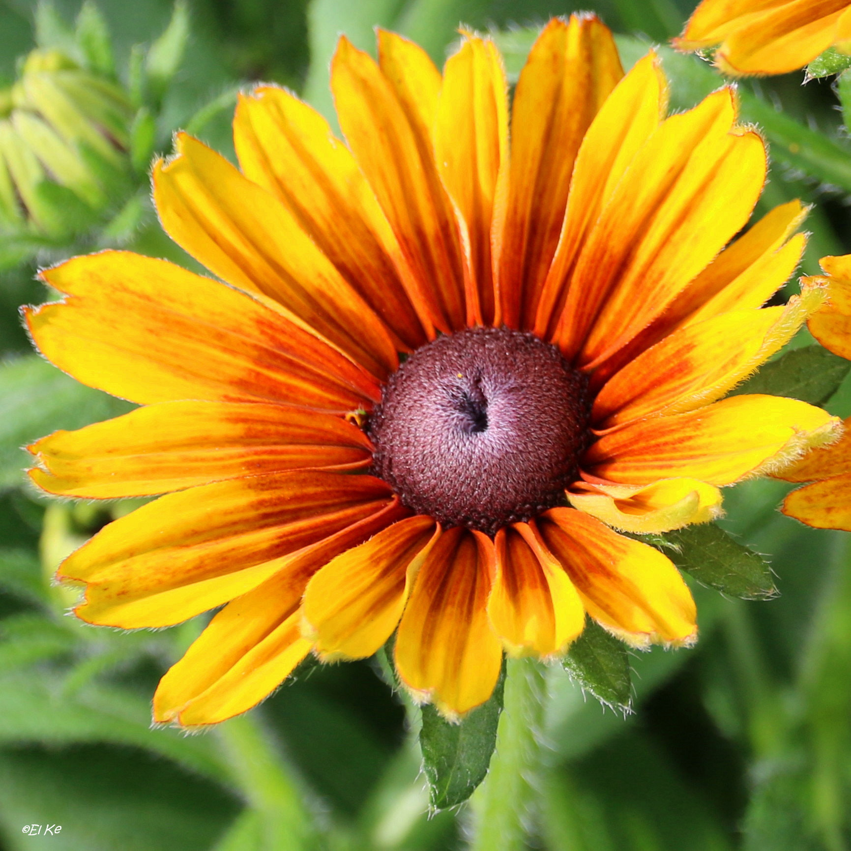 Canon EF-S 15-85mm F3.5-5.6 IS USM sample photo. Coneflower photography