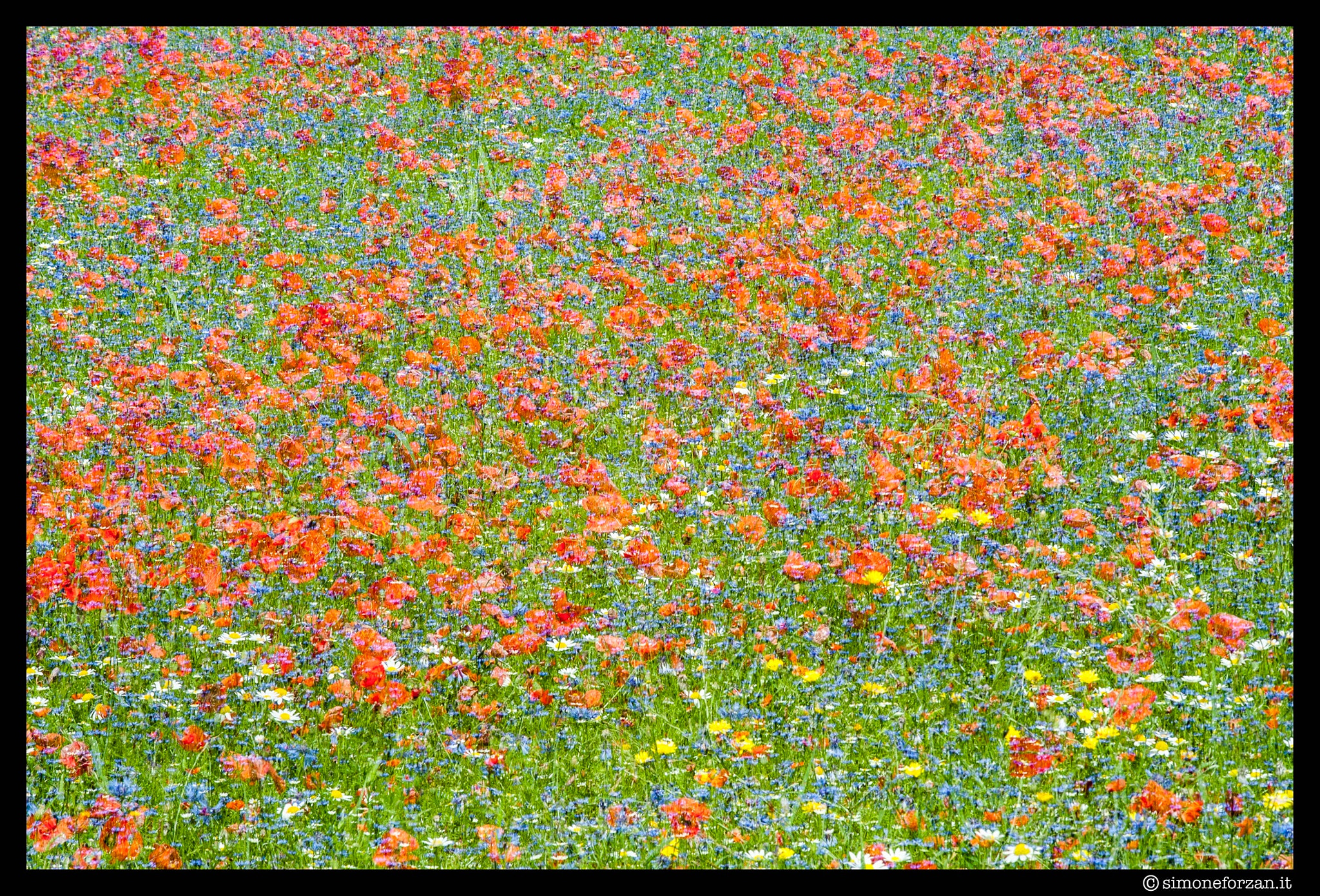 Sigma 70-200mm F2.8 EX DG OS HSM sample photo. Un mix di fiori photography