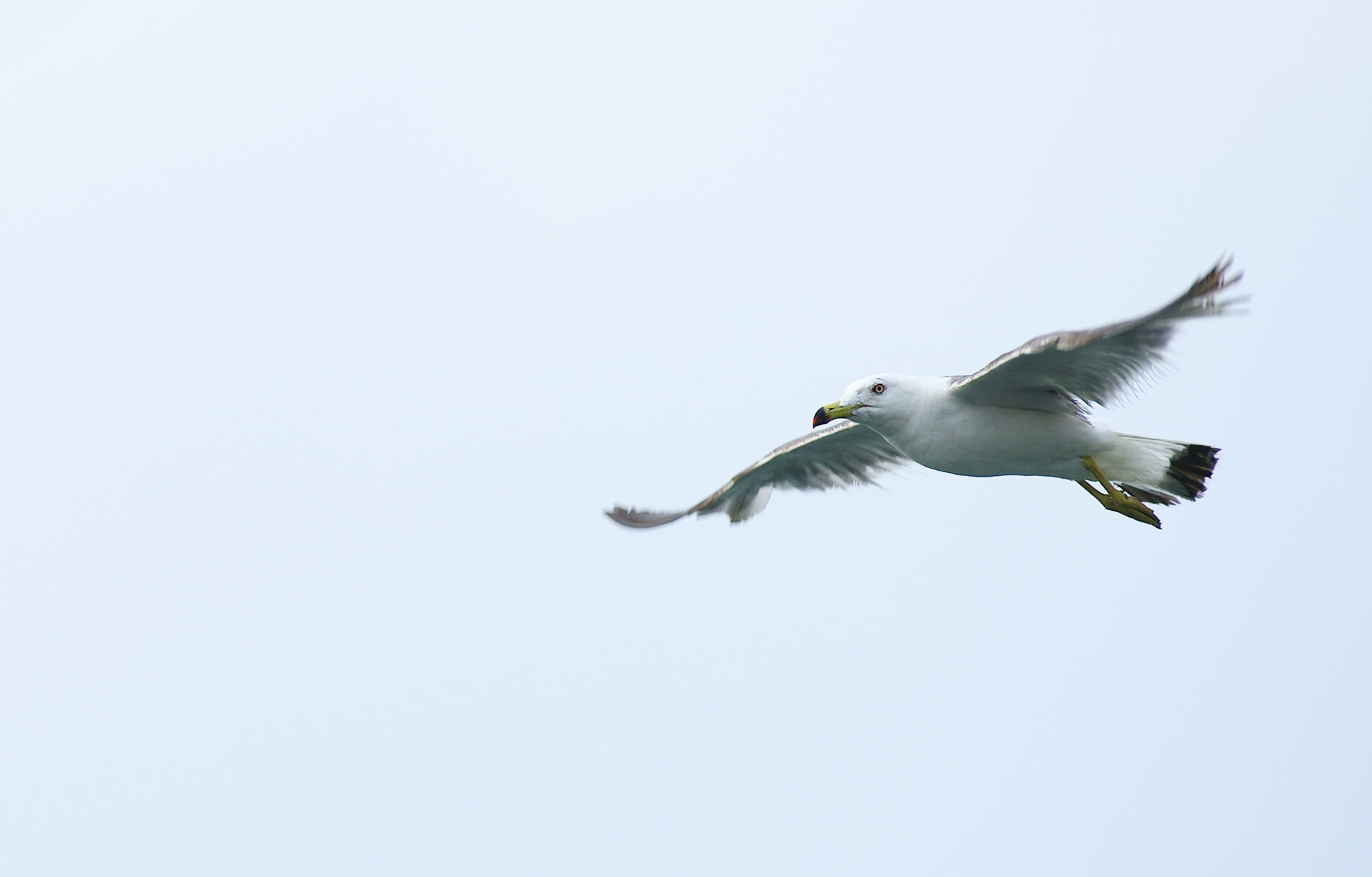 Sony Alpha DSLR-A850 + Tamron SP AF 70-200mm F2.8 Di LD (IF) MACRO sample photo. Bird photography