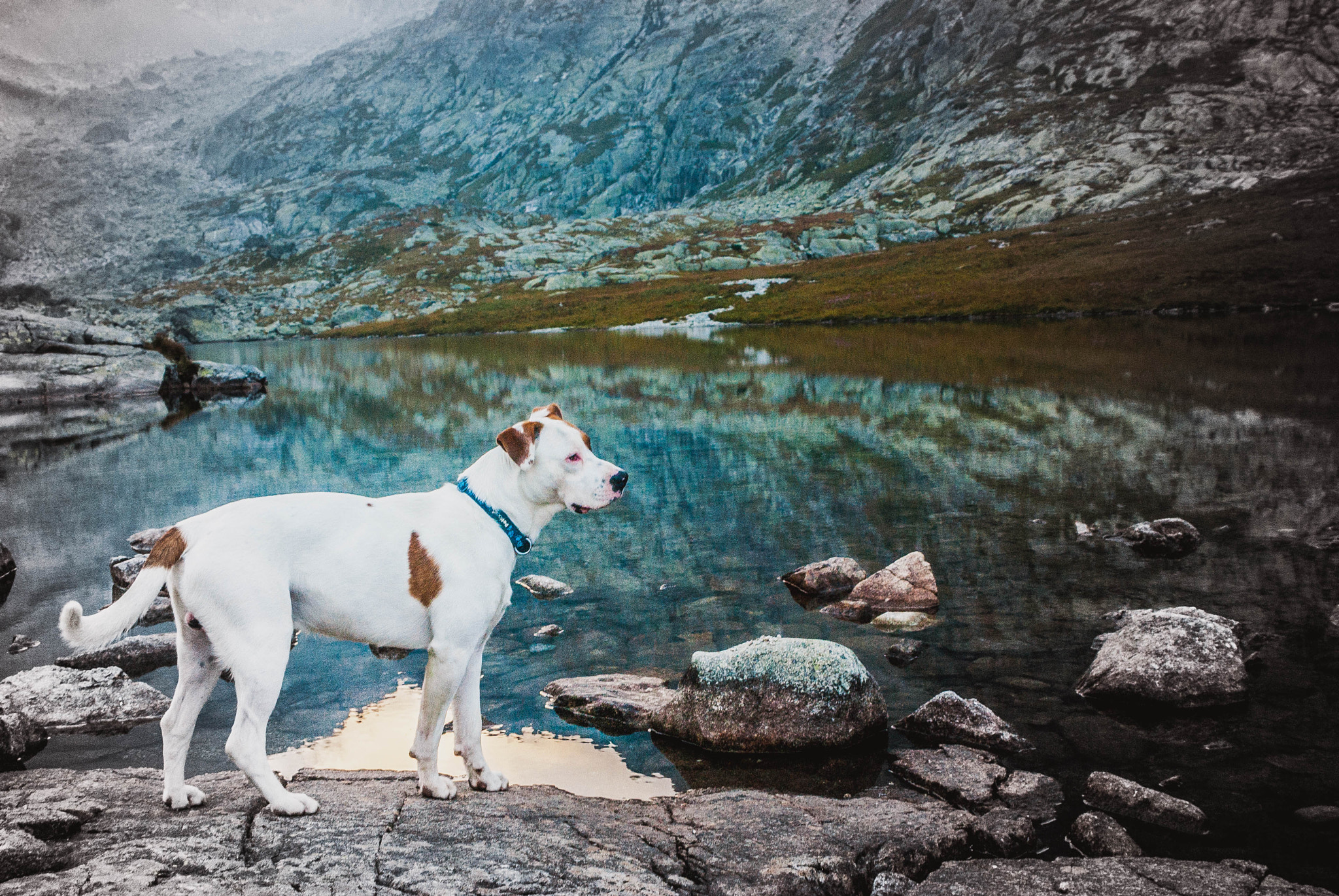 Pentax K200D sample photo. Dog on the lake in mountains photography