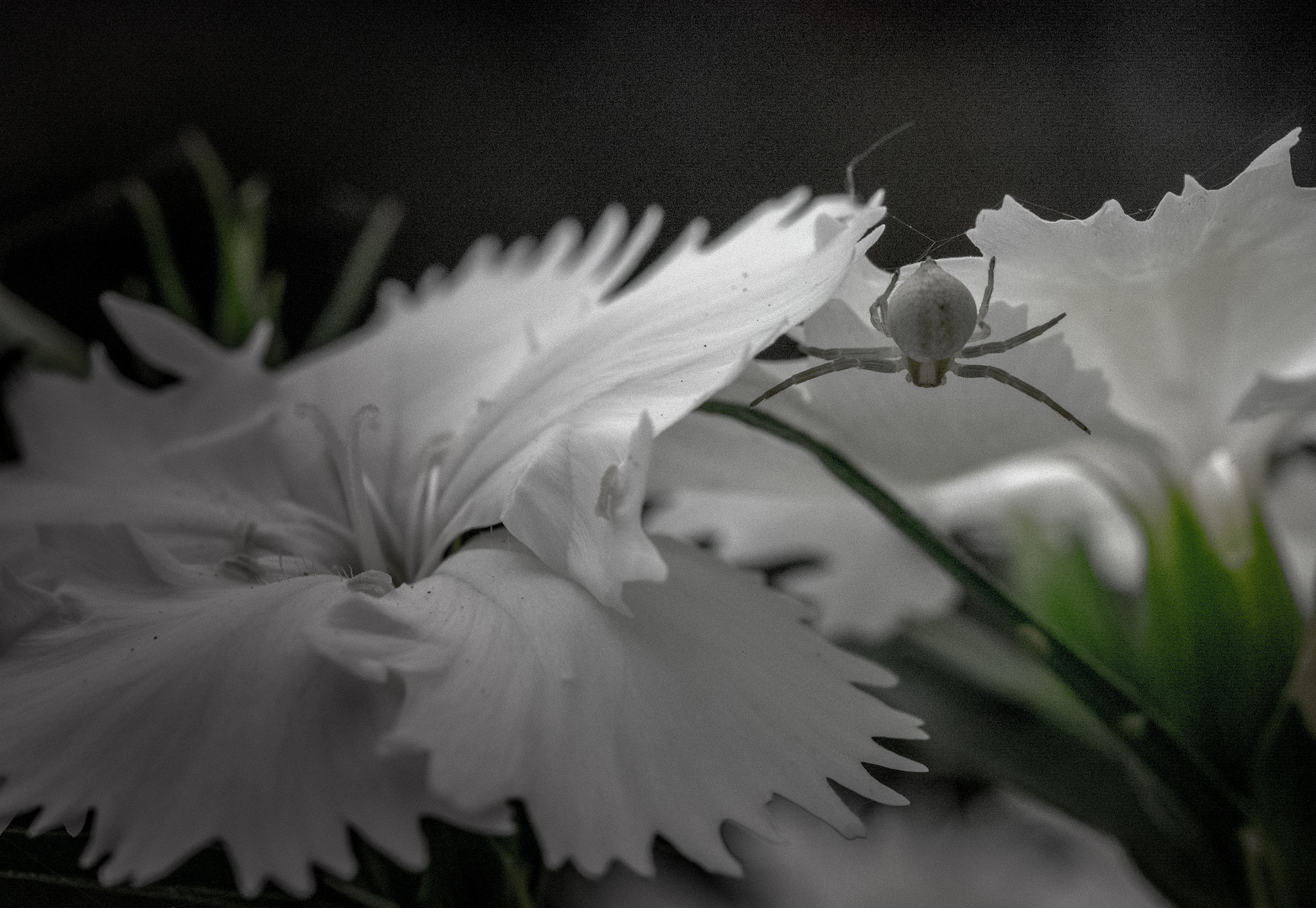 Panasonic Lumix DMC-GM1 + Olympus M.Zuiko Digital ED 60mm F2.8 Macro sample photo. White flower, white spider photography