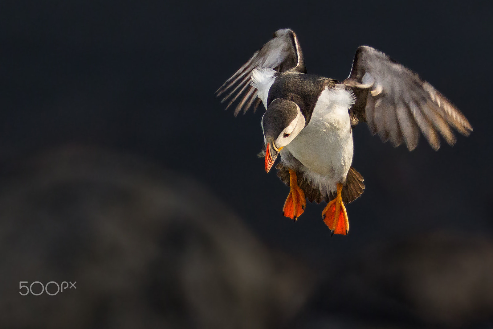 Canon EOS 60D + 150-600mm F5-6.3 DG OS HSM | Sports 014 sample photo. Puffin on final approach photography