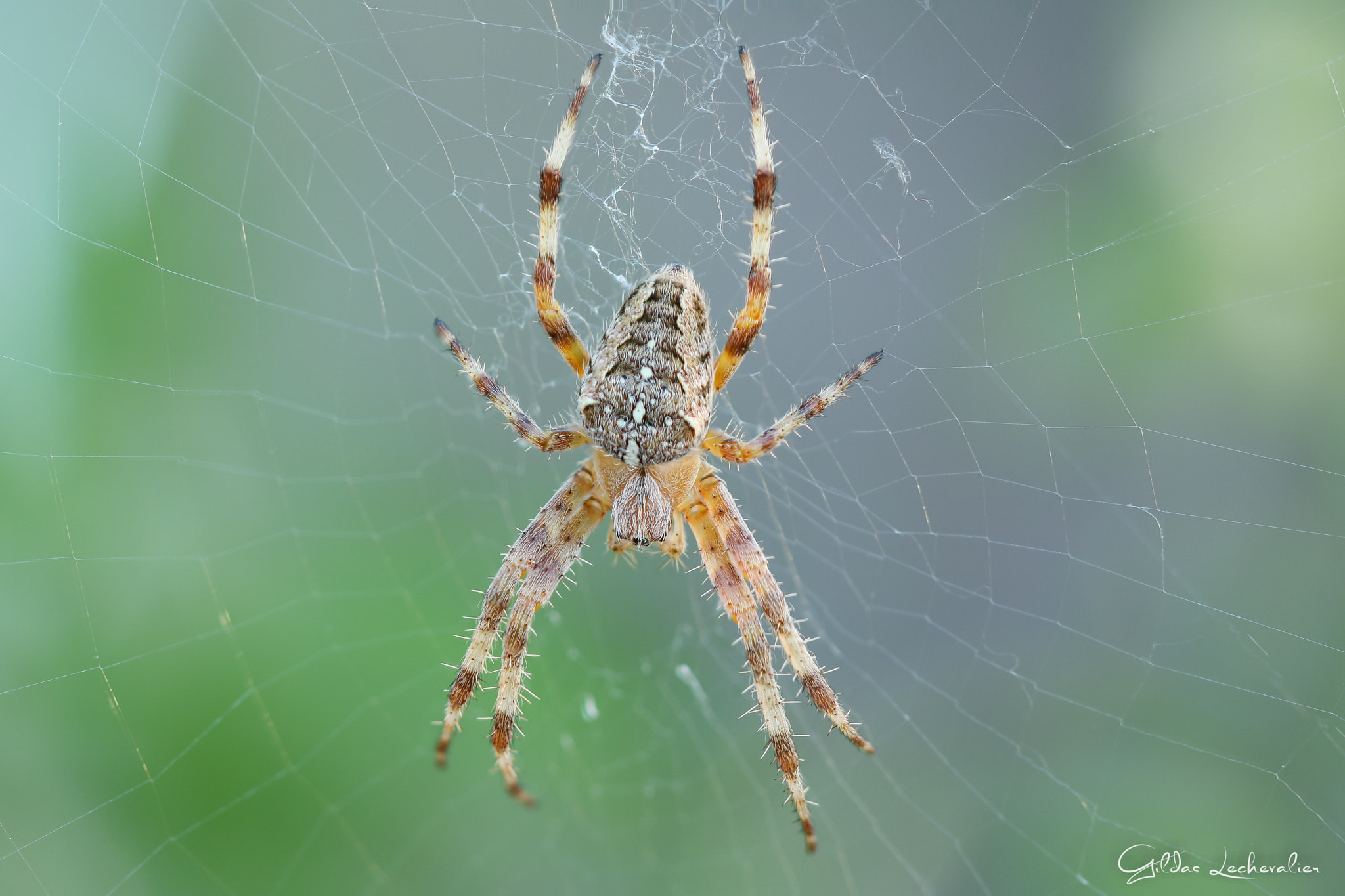 Canon EF 100mm F2.8 Macro USM sample photo. Spider photography